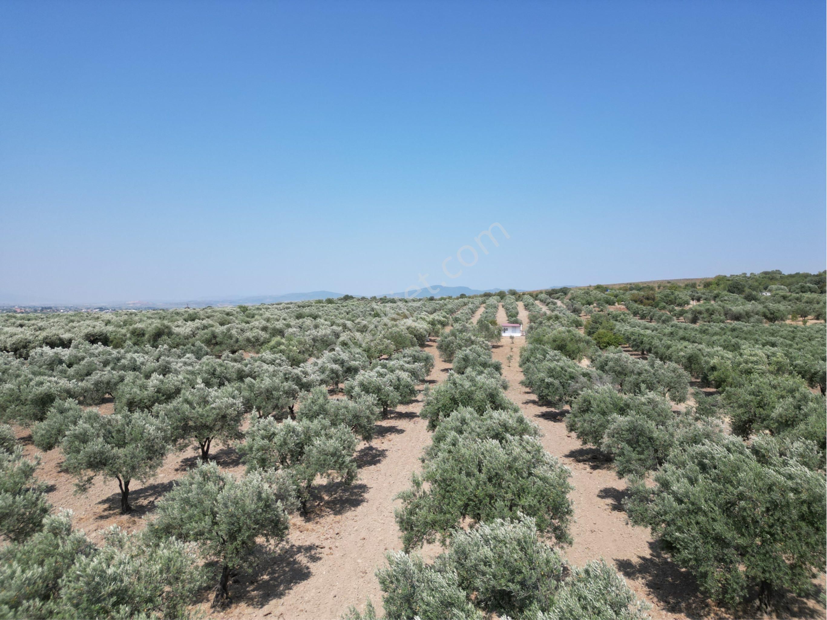 Beyaz Gayrımenkulden Saruhanlı Kepenekli Mh 2,750 M2 Süper Zeytinlik - Görsel 14