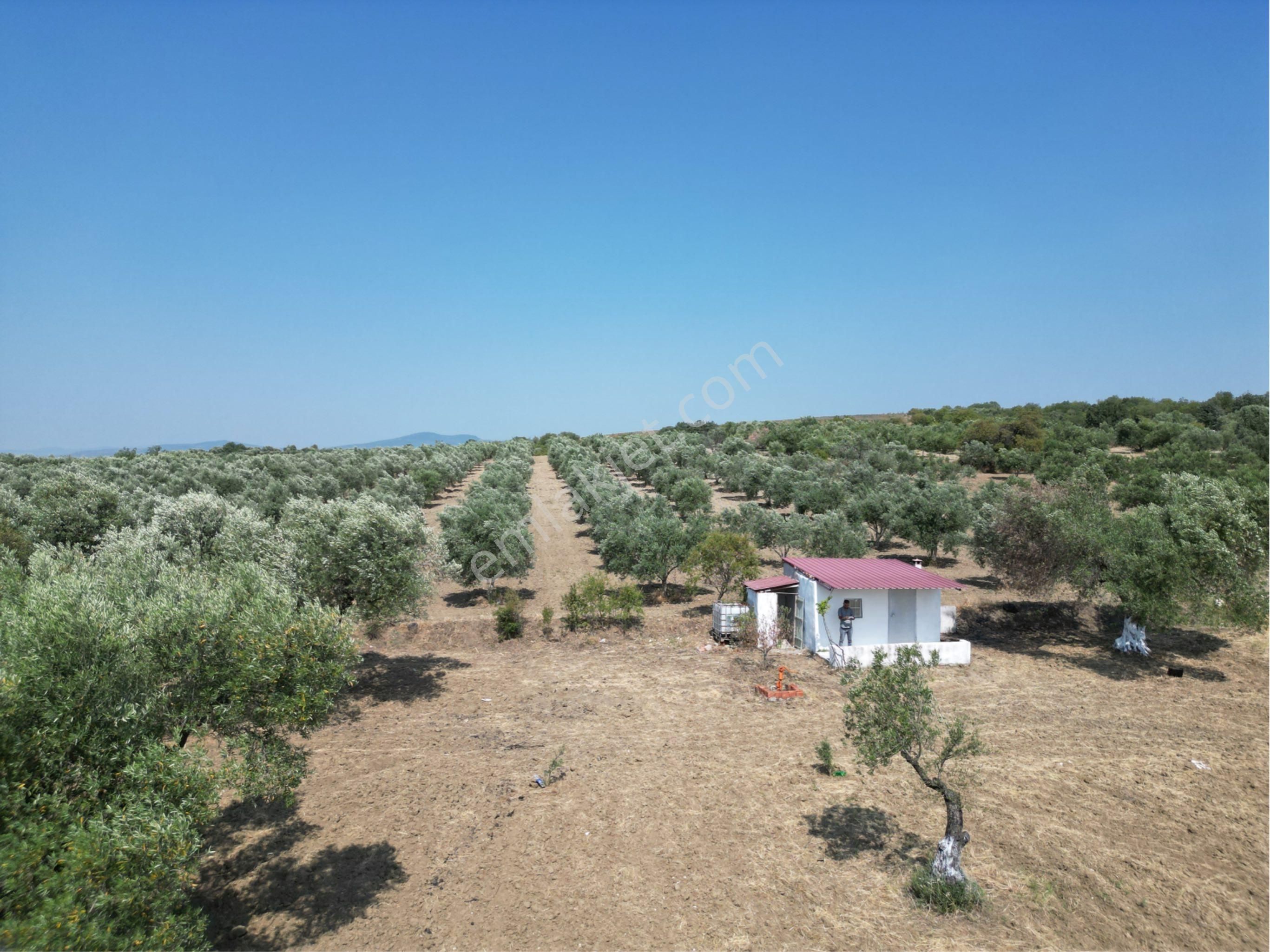 Beyaz Gayrımenkulden Saruhanlı Kepenekli Mh 2,750 M2 Süper Zeytinlik - Görsel 3