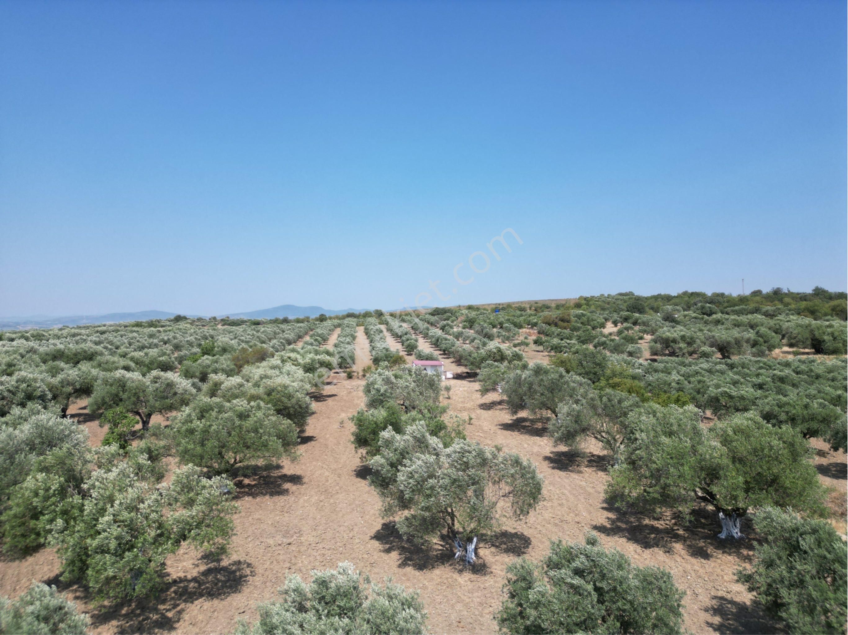 Beyaz Gayrımenkulden Saruhanlı Kepenekli Mh 2,750 M2 Süper Zeytinlik - Görsel 20