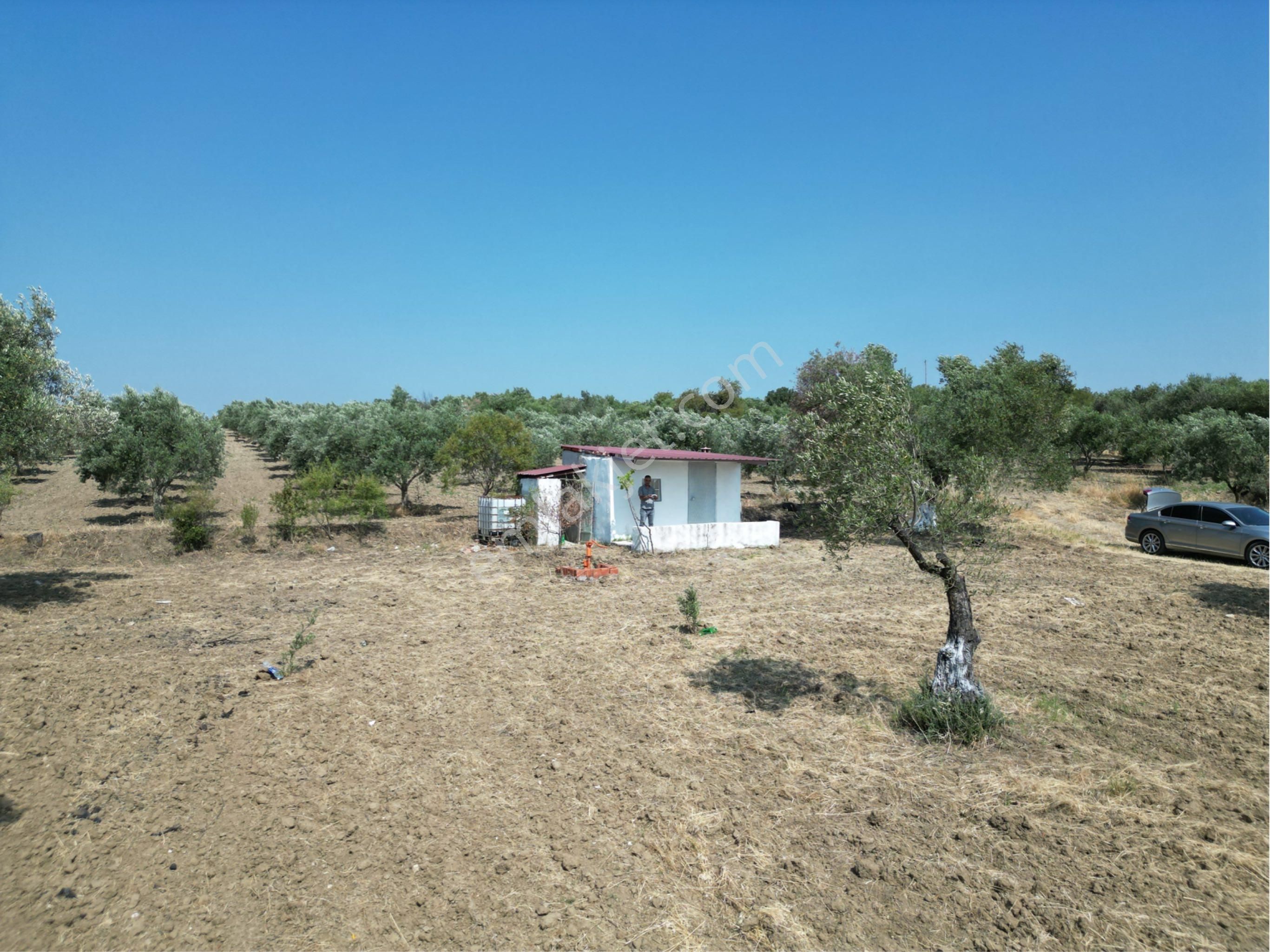 Beyaz Gayrımenkulden Saruhanlı Kepenekli Mh 2,750 M2 Süper Zeytinlik - Görsel 7