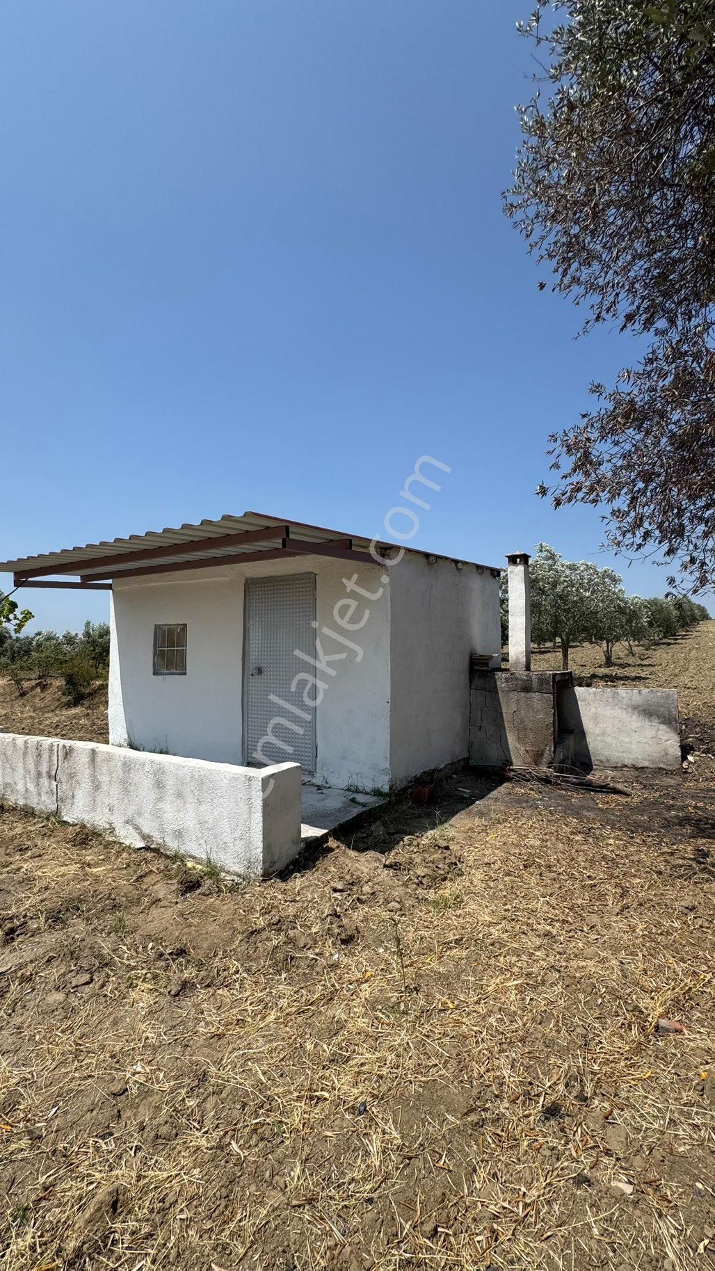 Beyaz Gayrımenkulden Saruhanlı Kepenekli Mh 2,750 M2 Süper Zeytinlik - Görsel 25