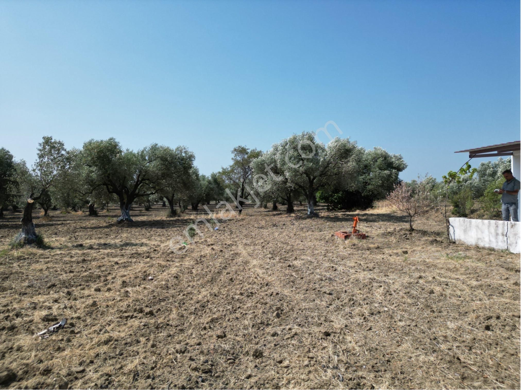 Beyaz Gayrımenkulden Saruhanlı Kepenekli Mh 2,750 M2 Süper Zeytinlik - Görsel 11