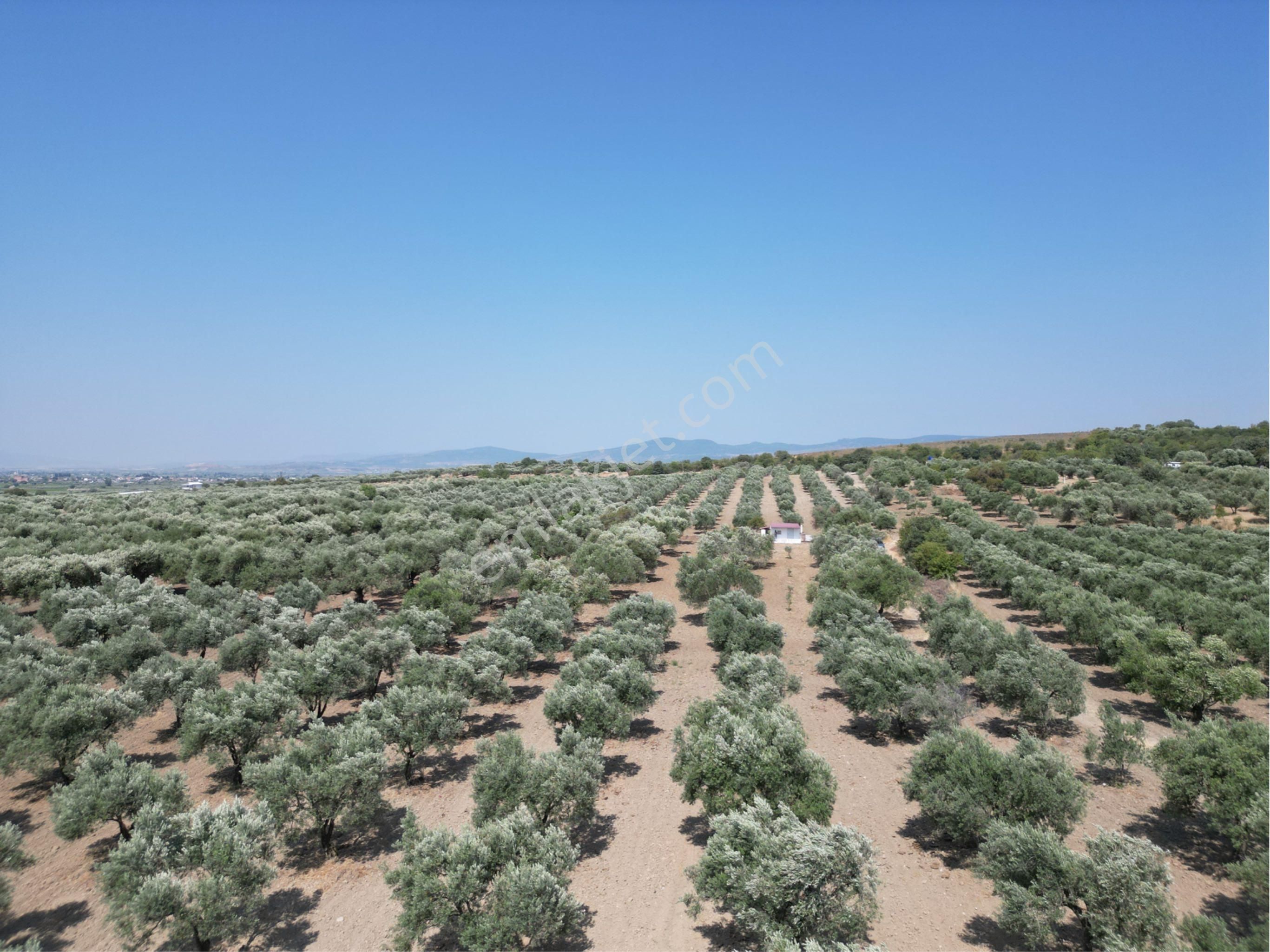 Beyaz Gayrımenkulden Saruhanlı Kepenekli Mh 2,750 M2 Süper Zeytinlik - Görsel 18