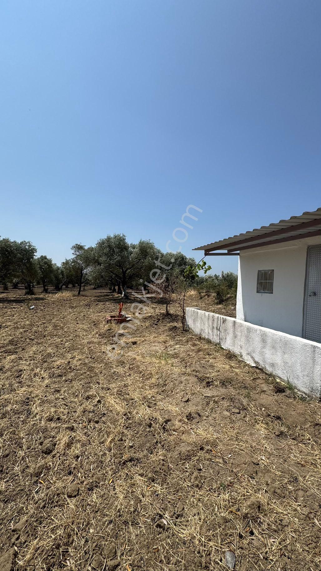 Beyaz Gayrımenkulden Saruhanlı Kepenekli Mh 2,750 M2 Süper Zeytinlik - Görsel 24