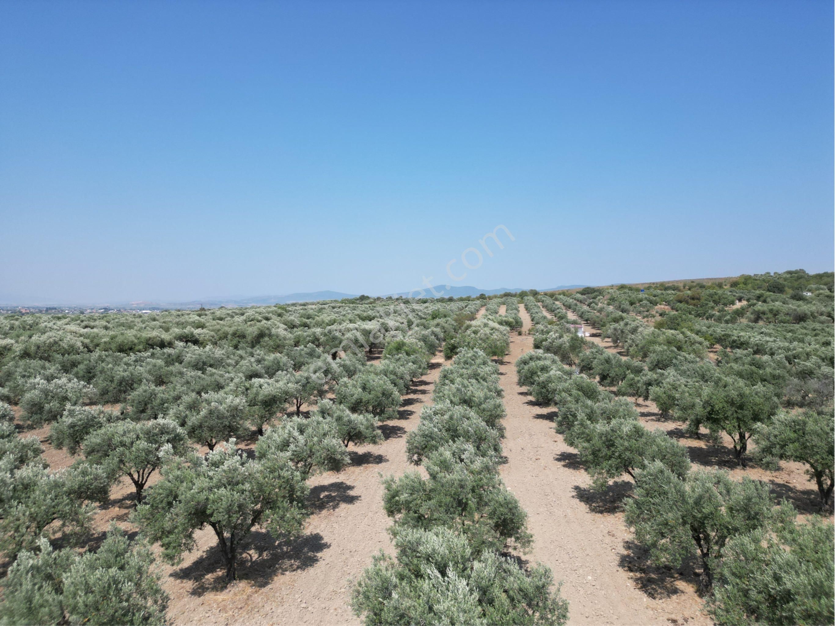 Beyaz Gayrımenkulden Saruhanlı Kepenekli Mh 2,750 M2 Süper Zeytinlik - Görsel 15