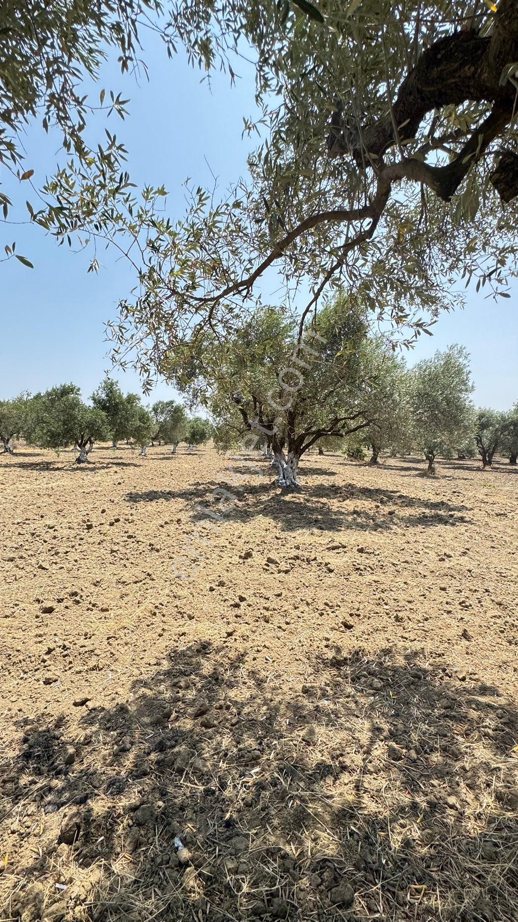 Beyaz Gayrımenkulden Saruhanlı Kepenekli Mh 2,750 M2 Süper Zeytinlik - Görsel 29