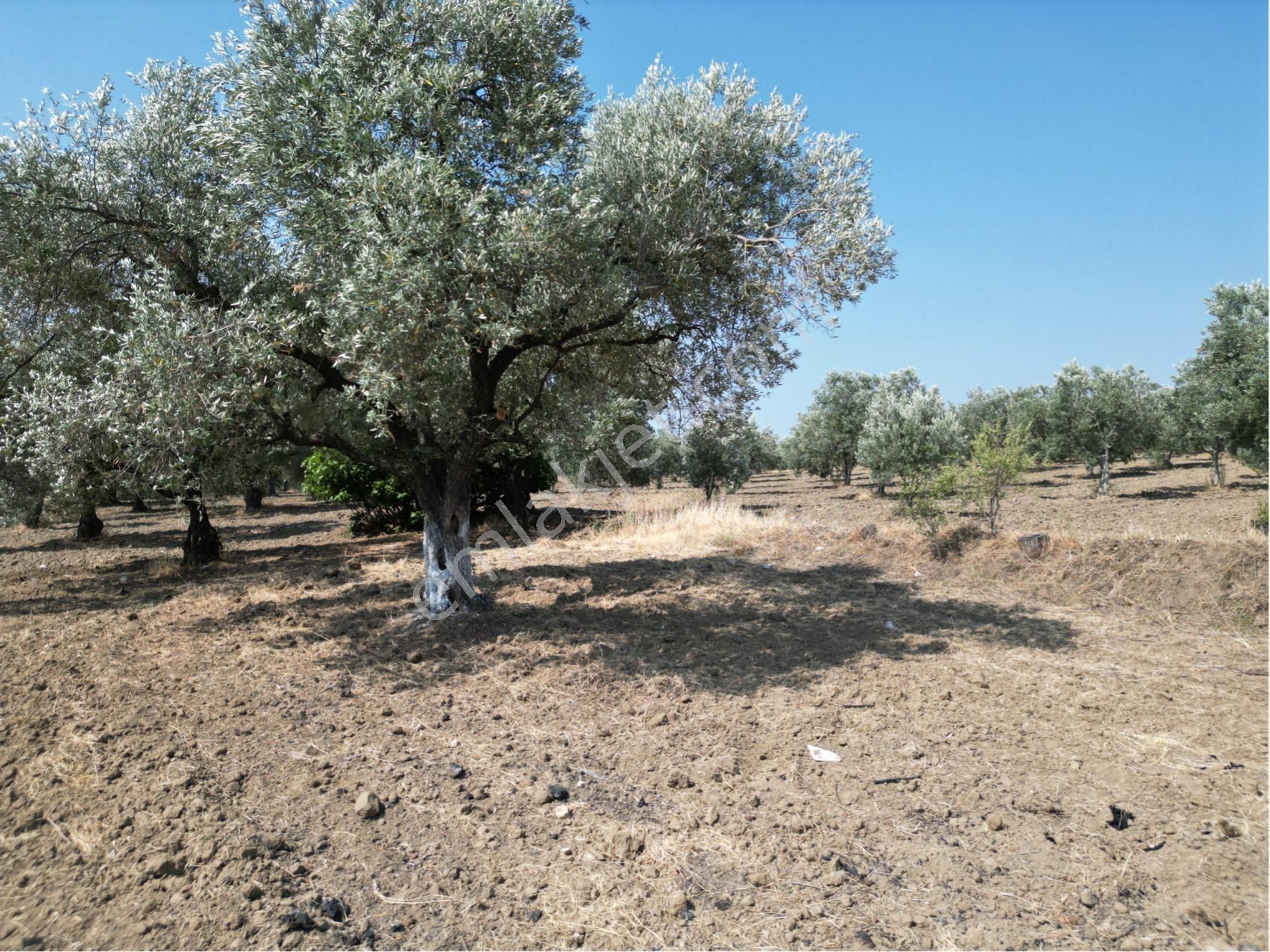Beyaz Gayrımenkulden Saruhanlı Kepenekli Mh 2,750 M2 Süper Zeytinlik - Görsel 9