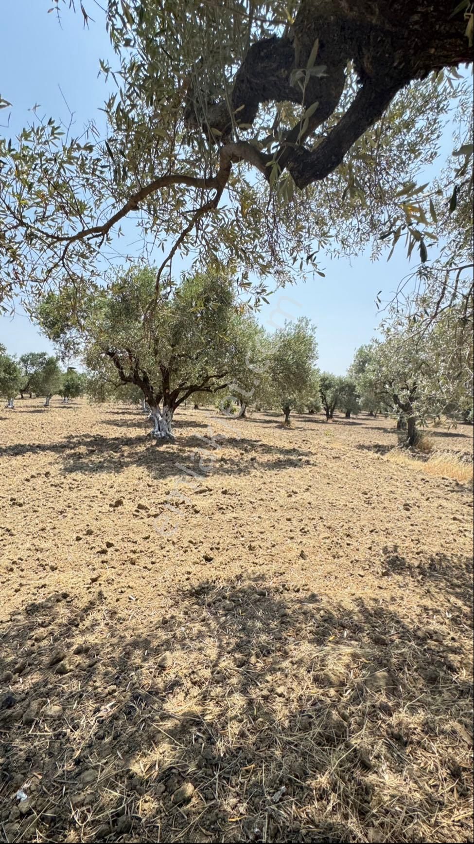 Beyaz Gayrımenkulden Saruhanlı Kepenekli Mh 2,750 M2 Süper Zeytinlik - Görsel 30