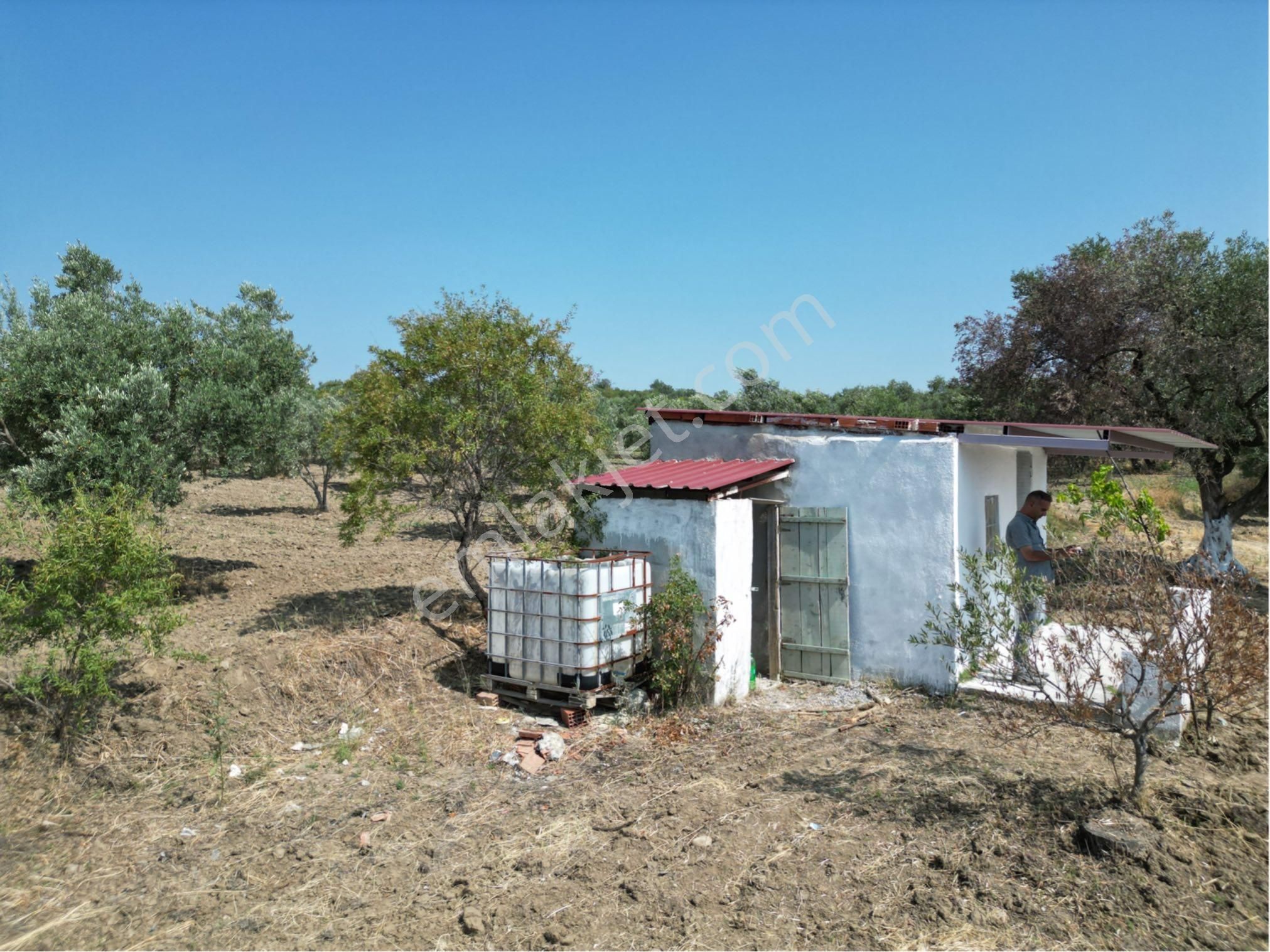 Beyaz Gayrımenkulden Saruhanlı Kepenekli Mh 2,750 M2 Süper Zeytinlik - Görsel 6