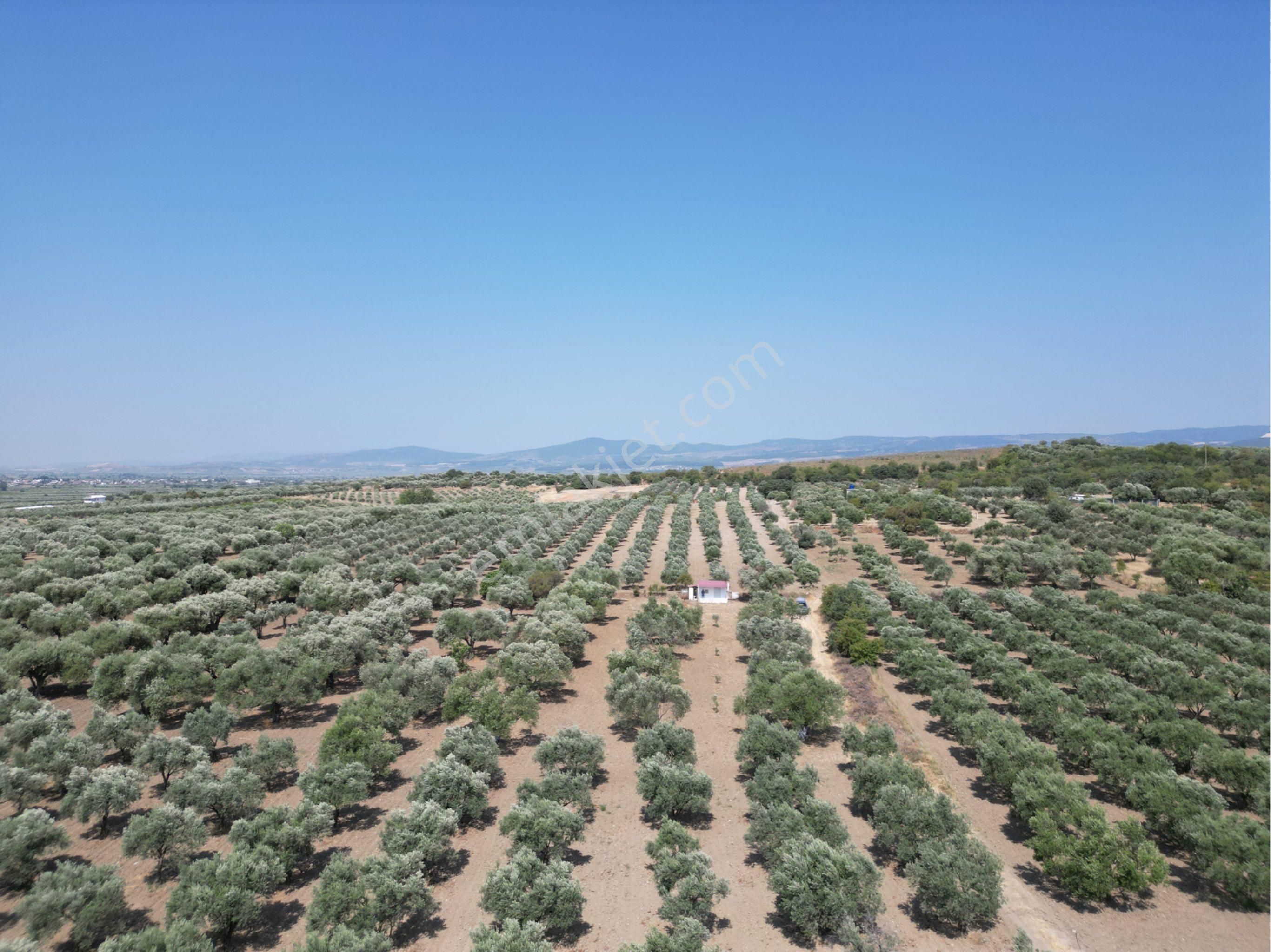 Beyaz Gayrımenkulden Saruhanlı Kepenekli Mh 2,750 M2 Süper Zeytinlik - Görsel 19
