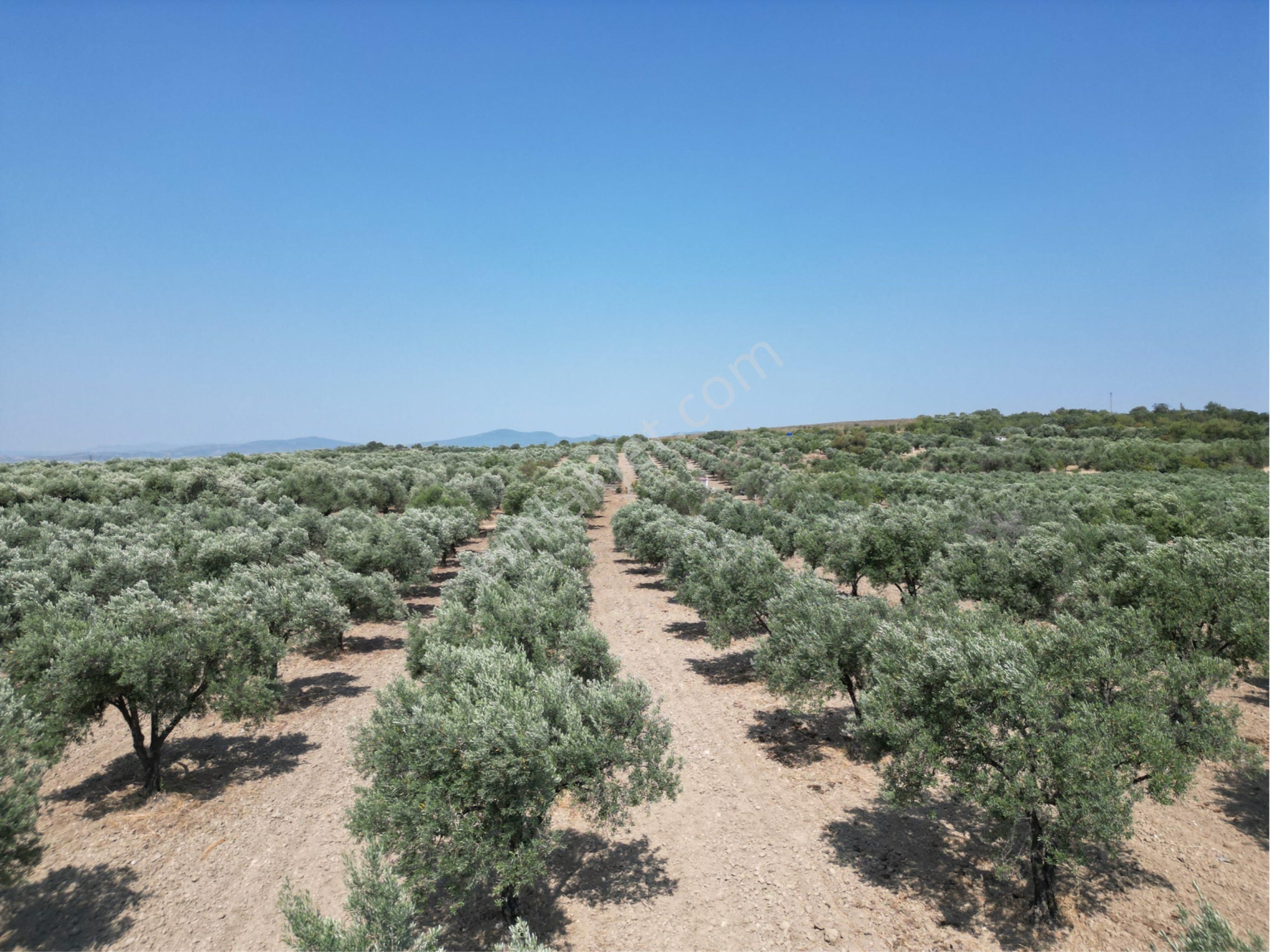 Beyaz Gayrımenkulden Saruhanlı Kepenekli Mh 2,750 M2 Süper Zeytinlik - Görsel 4