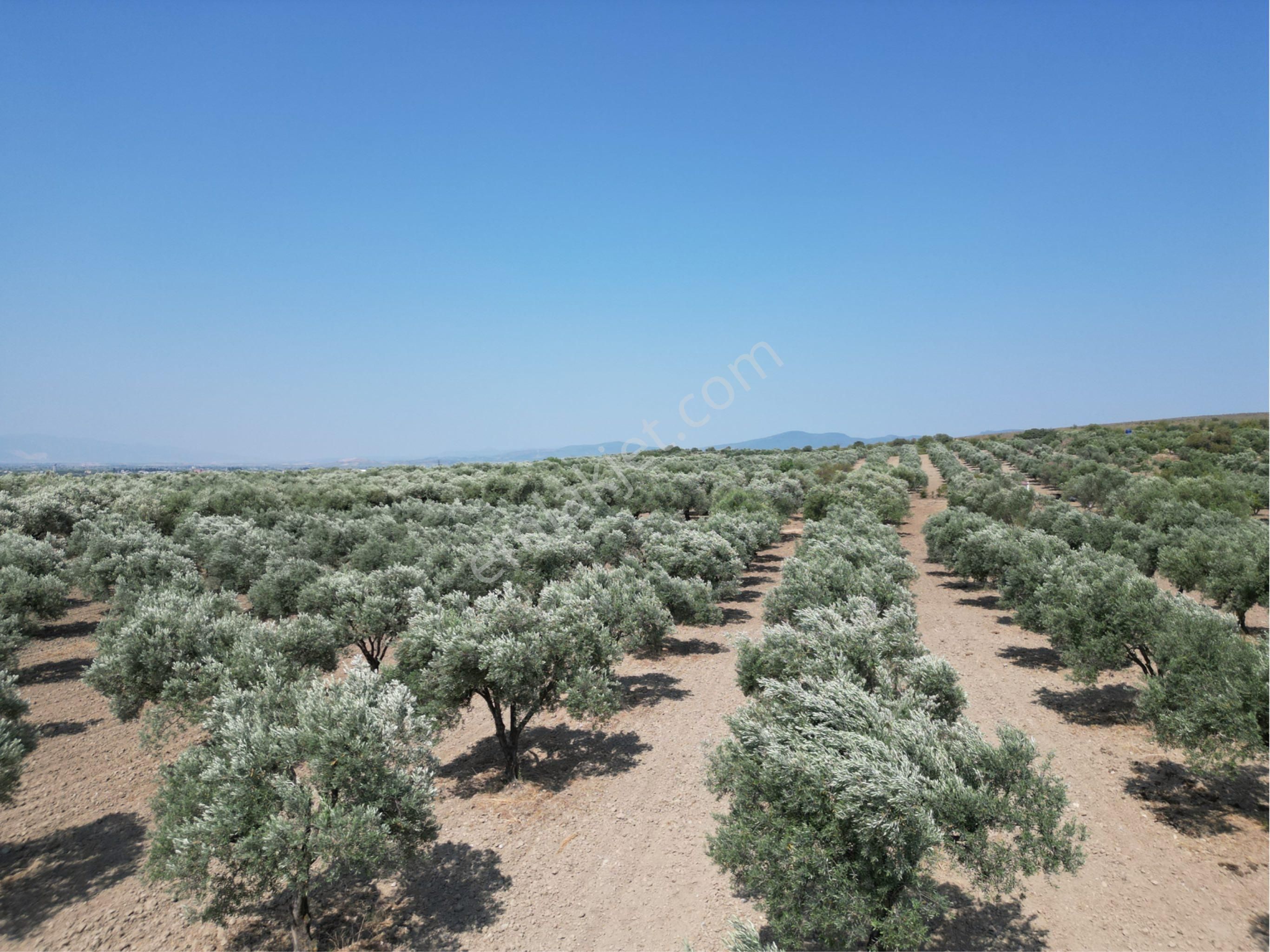 Beyaz Gayrımenkulden Saruhanlı Kepenekli Mh 2,750 M2 Süper Zeytinlik