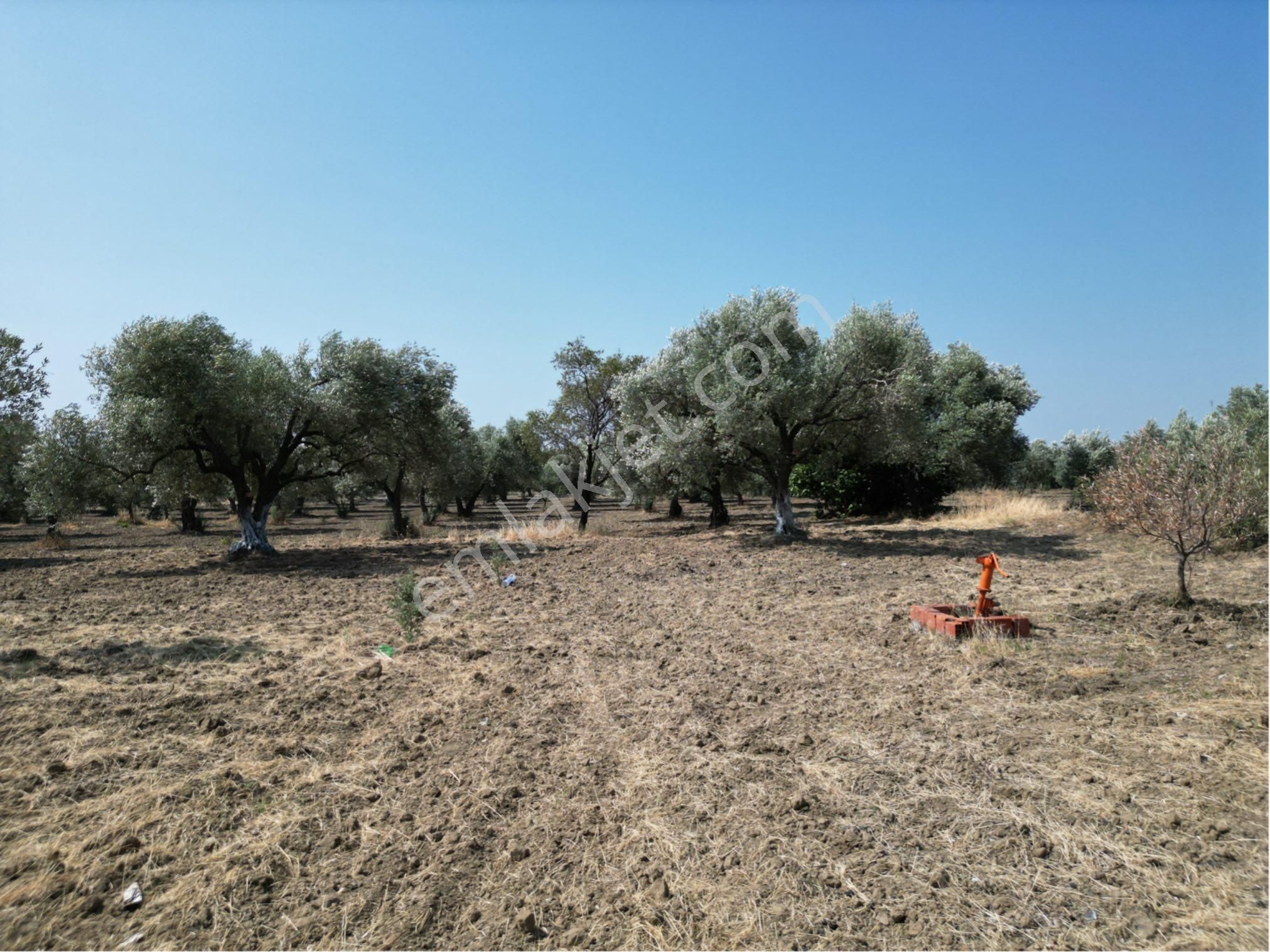 Beyaz Gayrımenkulden Saruhanlı Kepenekli Mh 2,750 M2 Süper Zeytinlik - Görsel 10