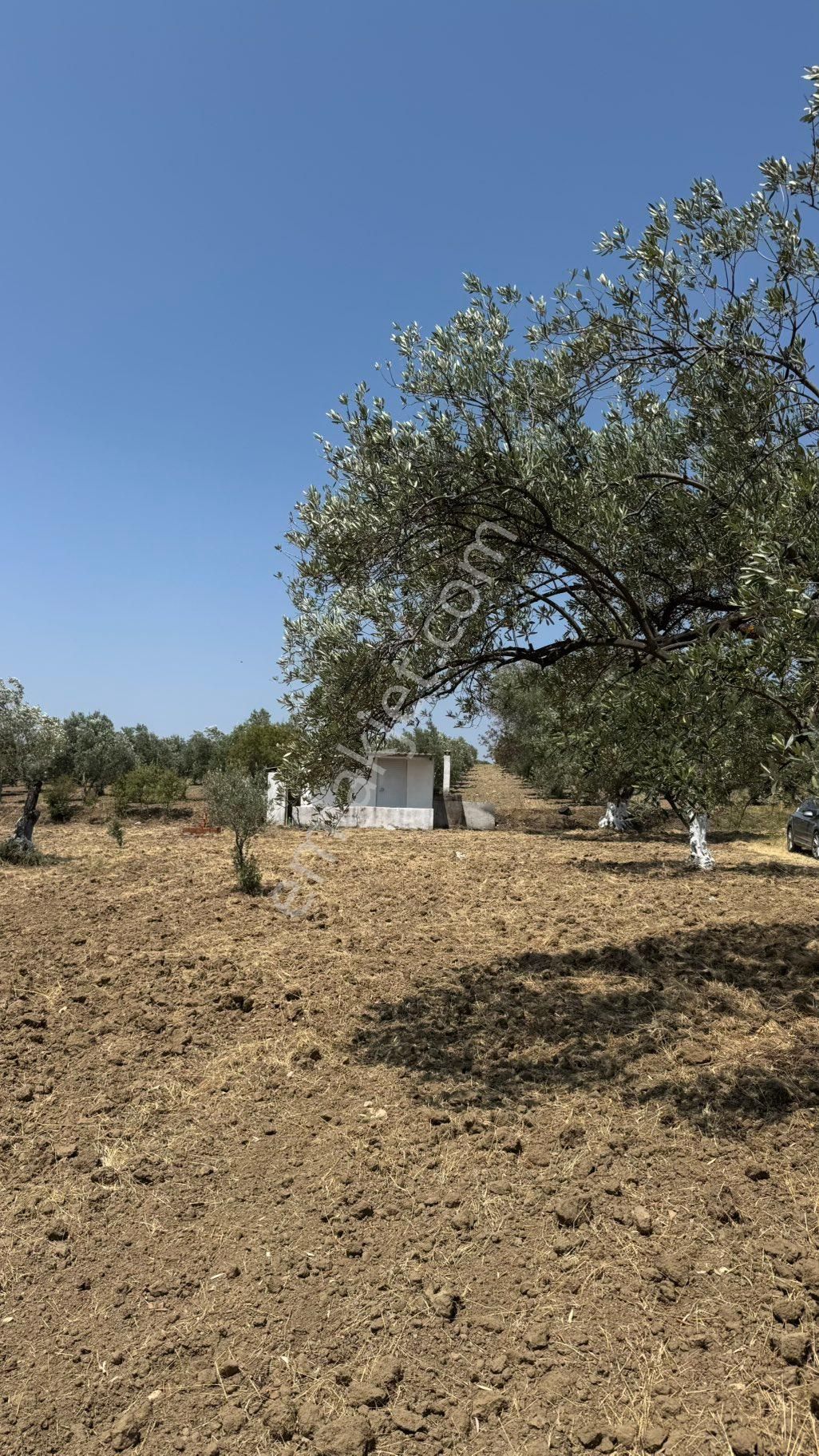 Beyaz Gayrımenkulden Saruhanlı Kepenekli Mh 2,750 M2 Süper Zeytinlik - Görsel 34