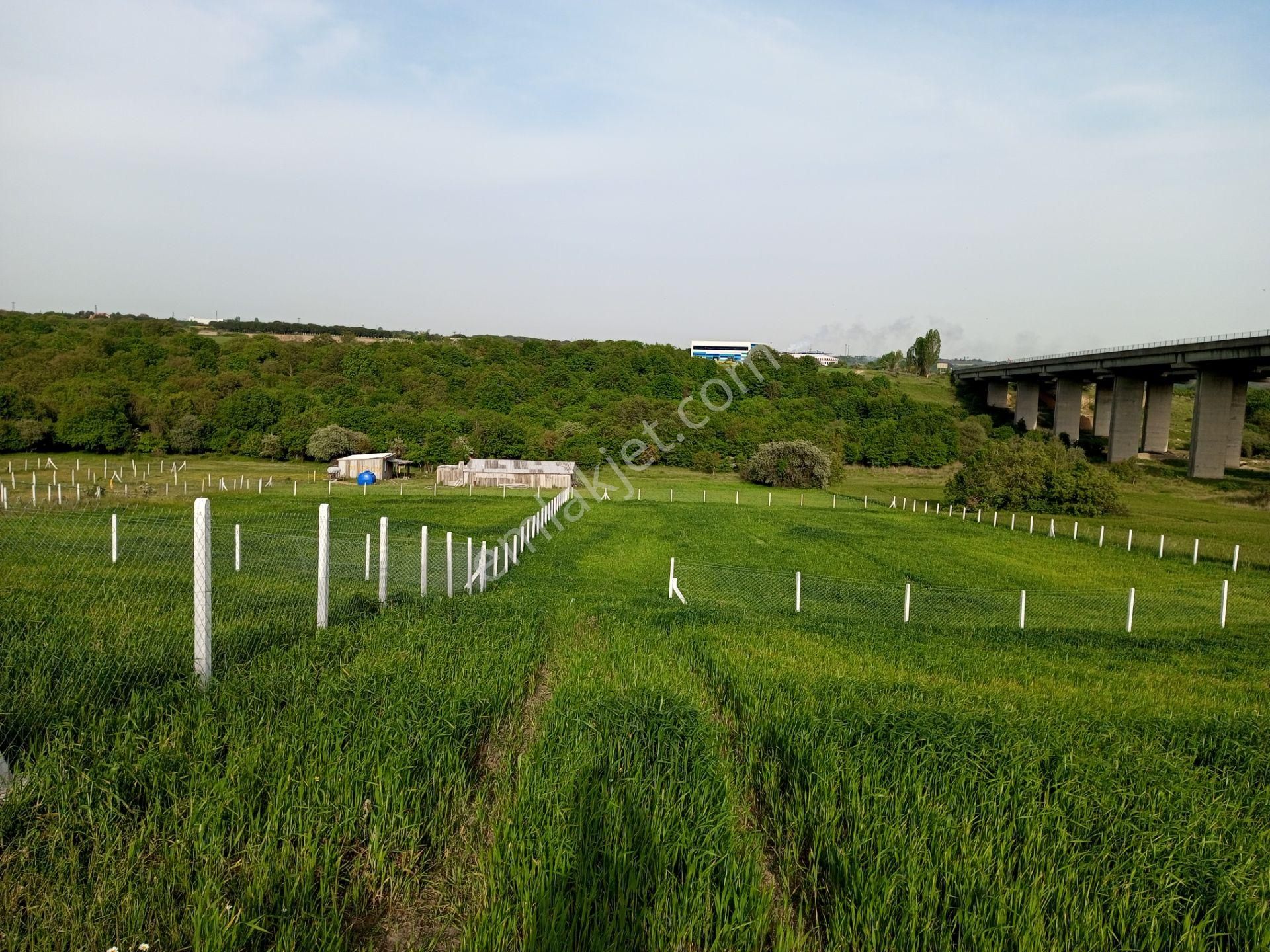 Ege Gayrimenkulden Büyükçavuşluda 2250 M2 Tarla