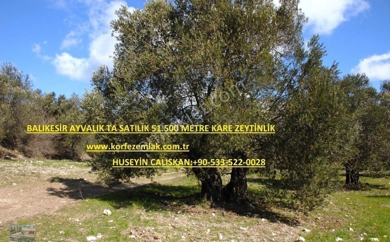 Balıkesir Ayvalık Ta Satılık 51,500 Metre Kare Zeytinlik. - Görsel 3