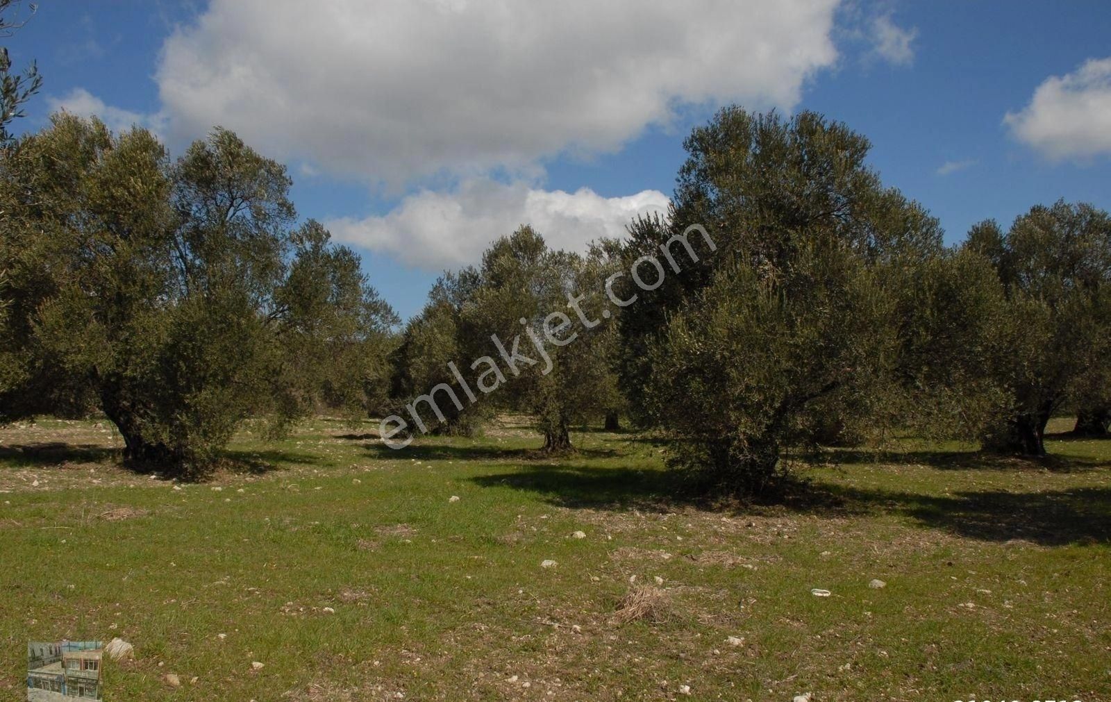Balıkesir Ayvalık Ta Satılık 51,500 Metre Kare Zeytinlik