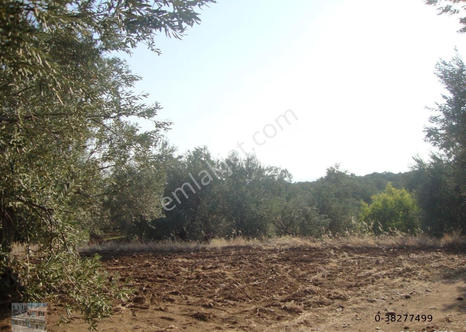 Ayvalık Cunda Da Satılık 3,7 Dönüm Zeytinlik - Görsel 2