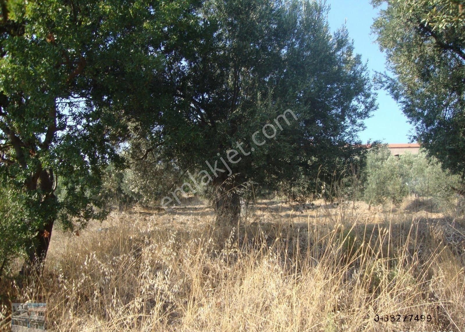 Ayvalık Cunda Da Satılık 3,7 Dönüm Zeytinlik - Görsel 3