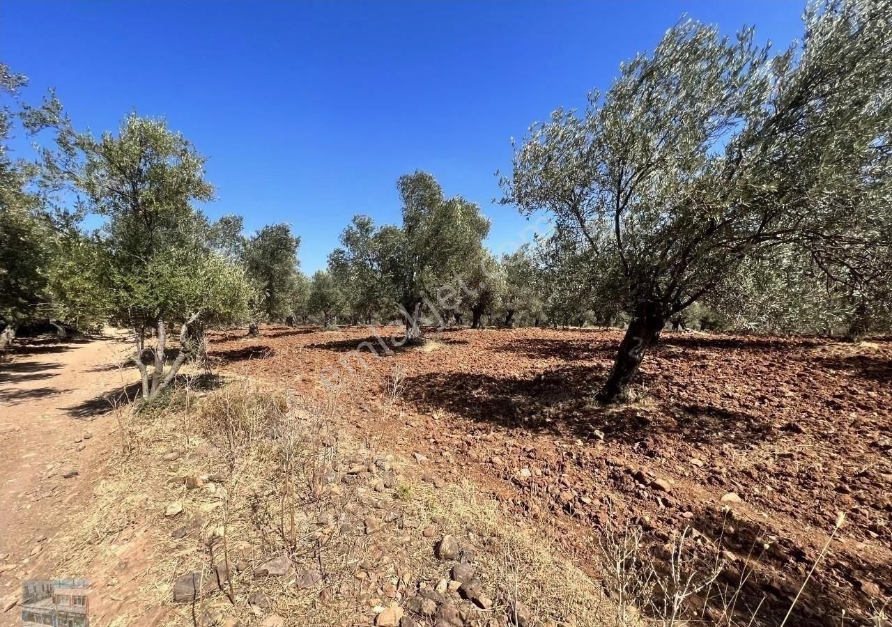 Balıkesir Ayvalık Ta Satılık 23 Dönüm Zeytinlik. - Görsel 2