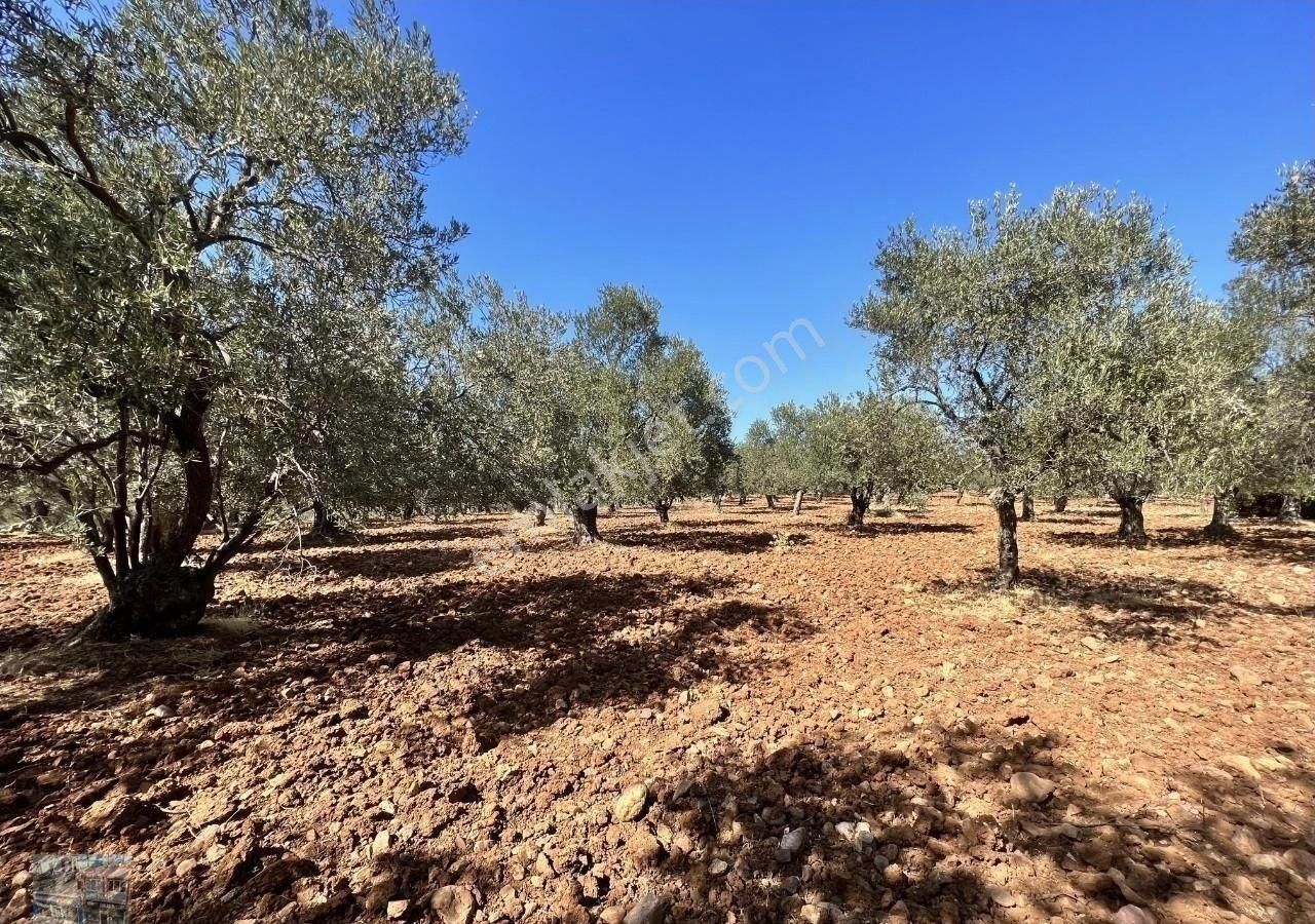 Balıkesir Ayvalık Ta Satılık 23 Dönüm Zeytinlik. - Görsel 3