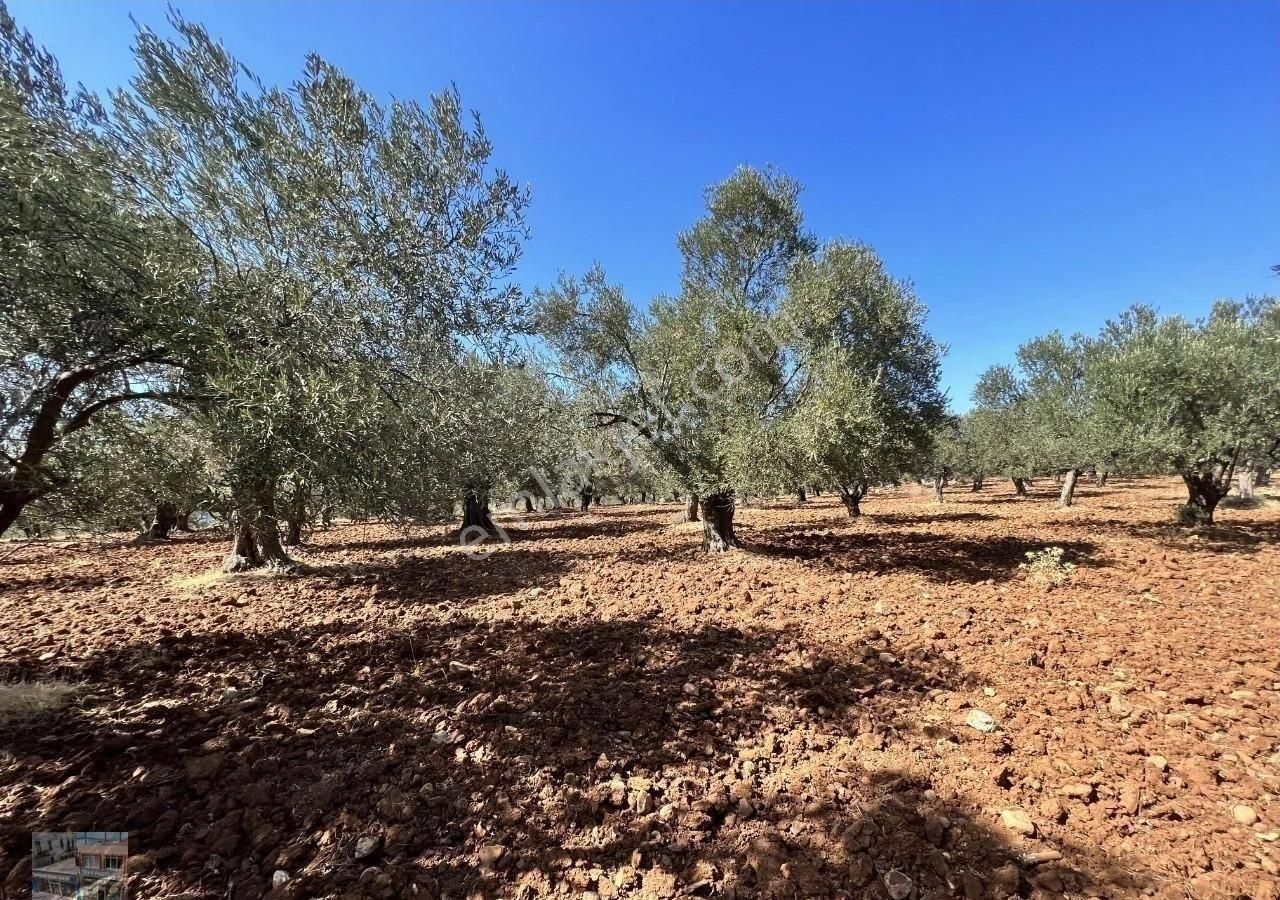 Balıkesir Ayvalık Ta Satılık 23 Dönüm Zeytinlik. - Görsel 6