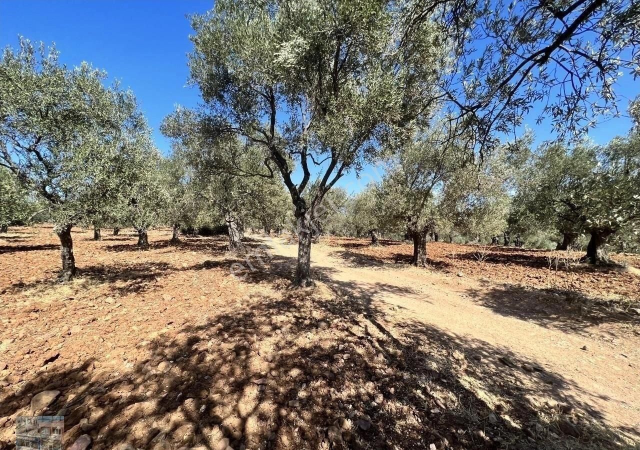 Balıkesir Ayvalık Ta Satılık 23 Dönüm Zeytinlik. - Görsel 5