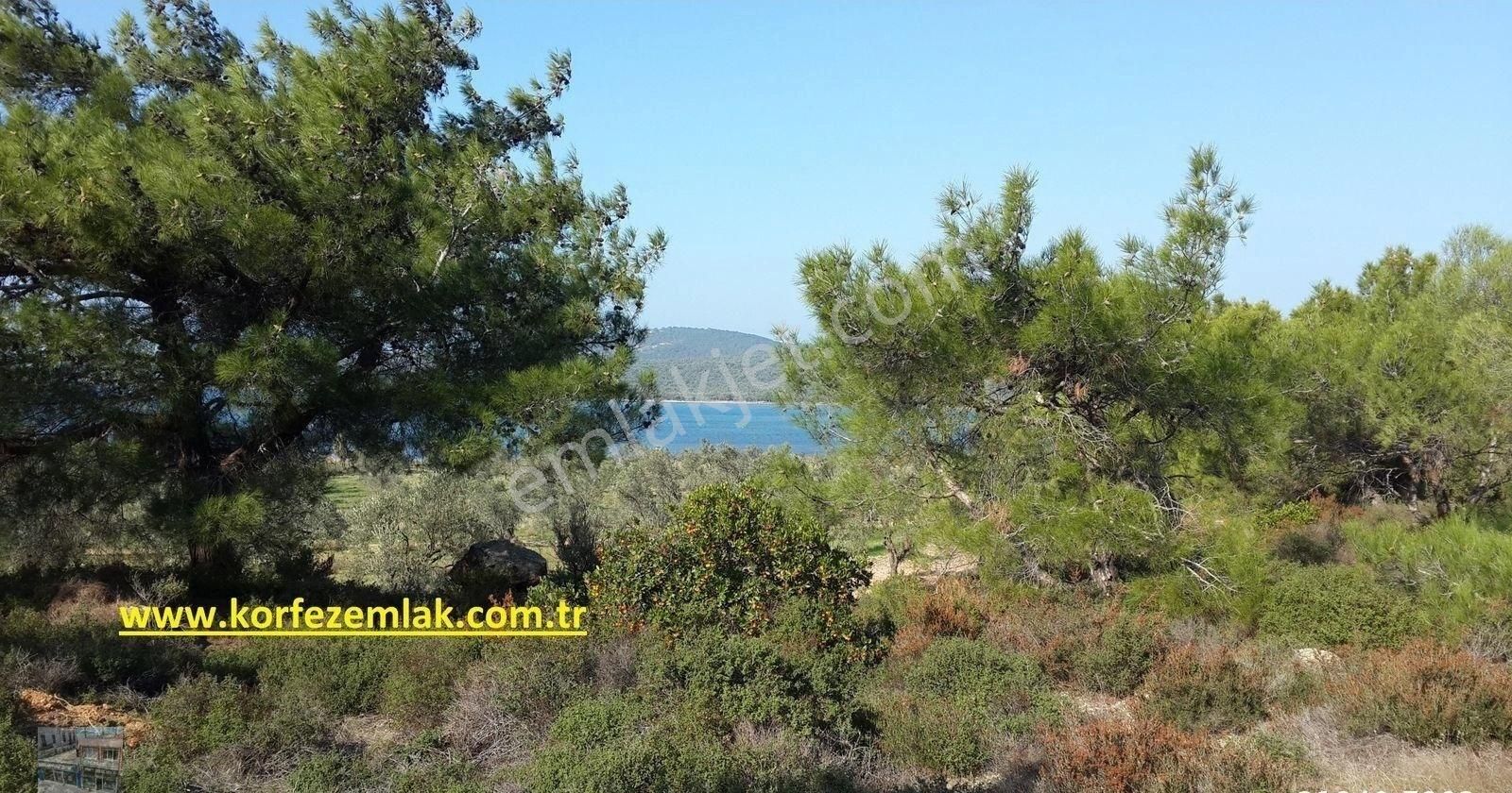 Balıkesir Ayvalık Sarımsaklı Da Satılık 24 Donum Arsa. - Görsel 5