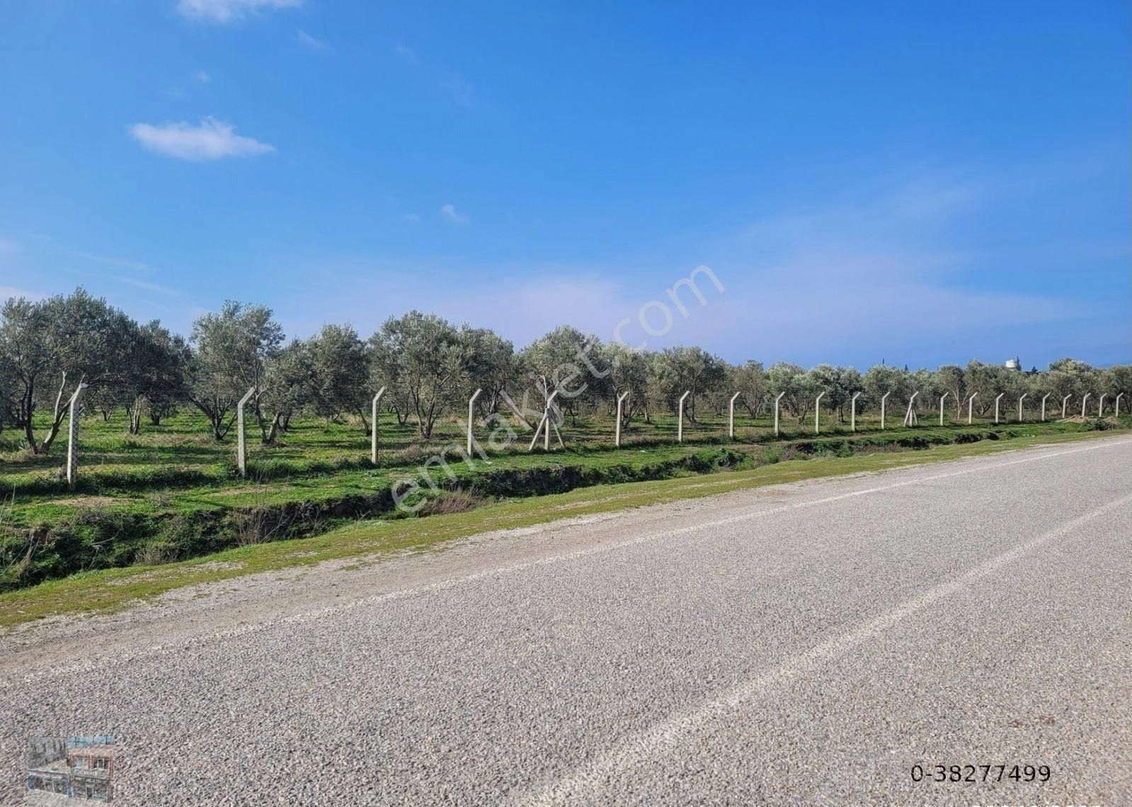 Balıkesir Burhaniye Şahinlerde Satılık 98 Donum Zeytinlik - Görsel 2