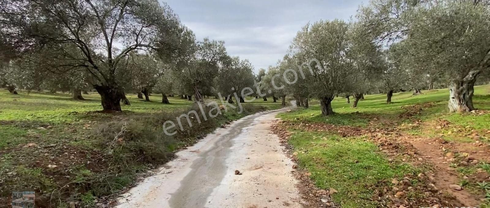 Balıkesir Ayvalık Ta Satılık 174 Donum Zeytinlik - Görsel 4