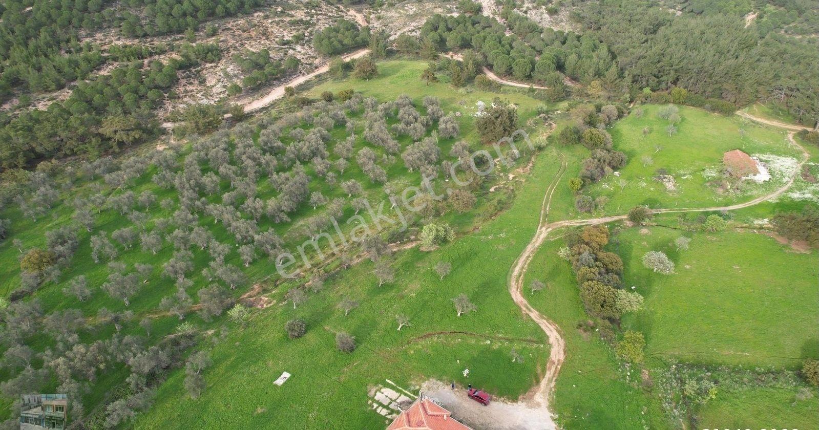 Balıkesir Ayvalık Camlık Ta Satılık 2540 Metre Kare Villa İmarlı Arsa - Görsel 5