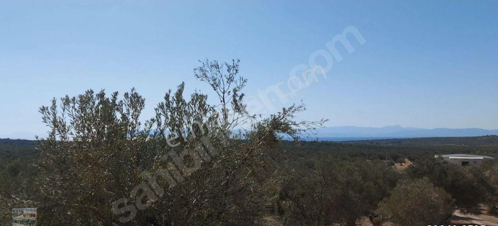 Balıkesir Ayvalık Ta Satılık 120 Dönüm Zeytinlik - Görsel 3