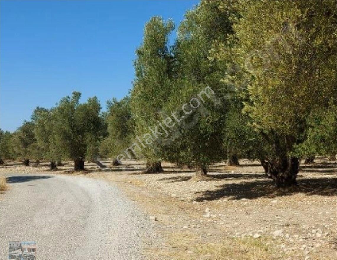 Balıkesir Ayvalık Ta Satılık 120 Dönüm Zeytinlik - Görsel 9
