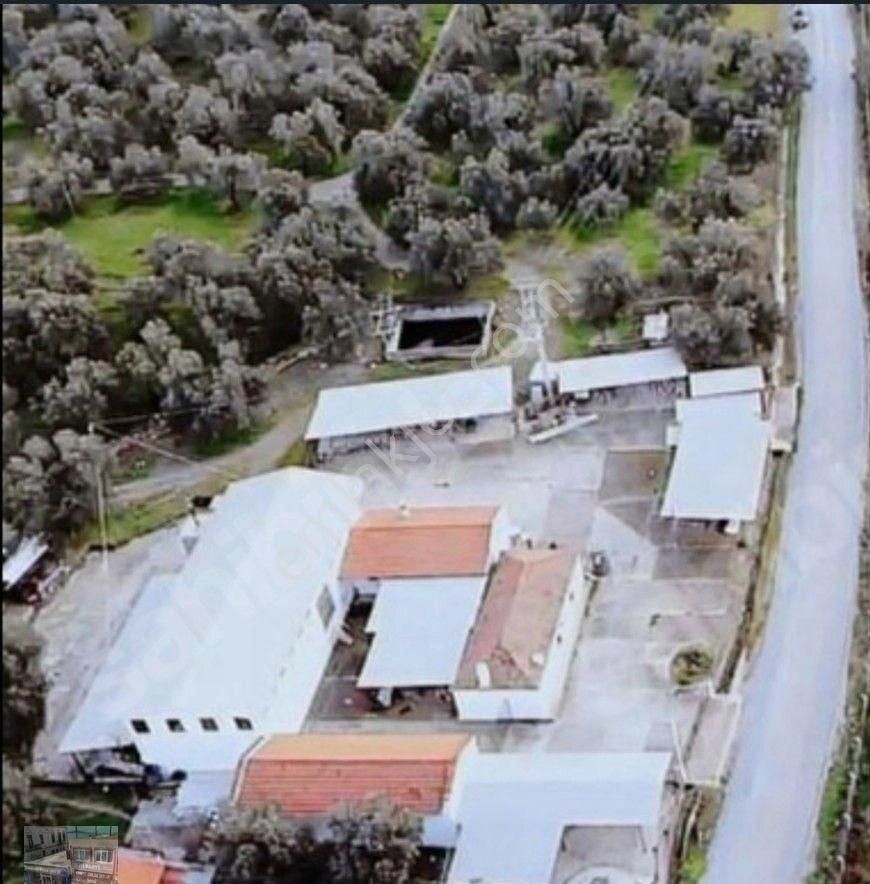 Balıkesir Ayvalık Ta Satılık 120 Dönüm Zeytinlik - Görsel 2