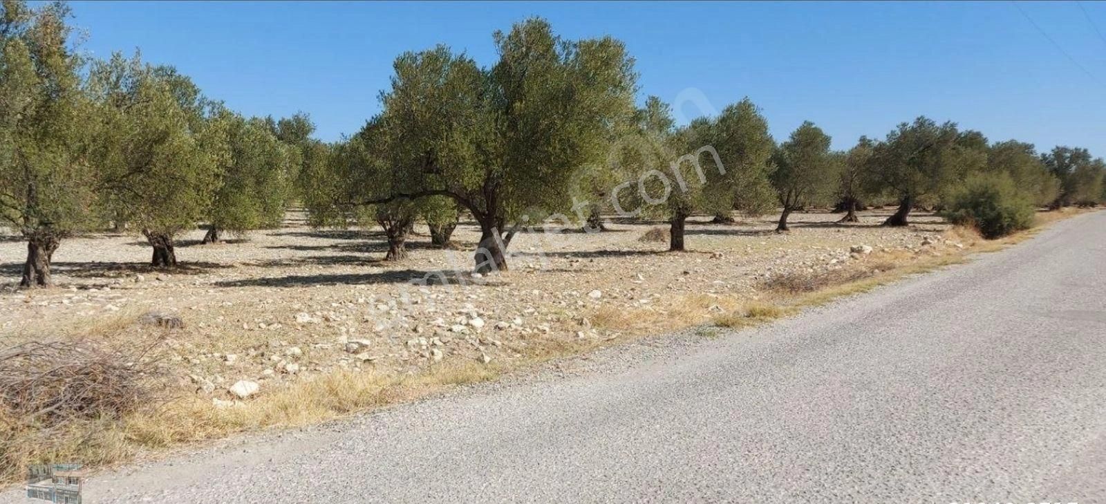 Balıkesir Ayvalık Ta Satılık 120 Dönüm Zeytinlik - Görsel 10