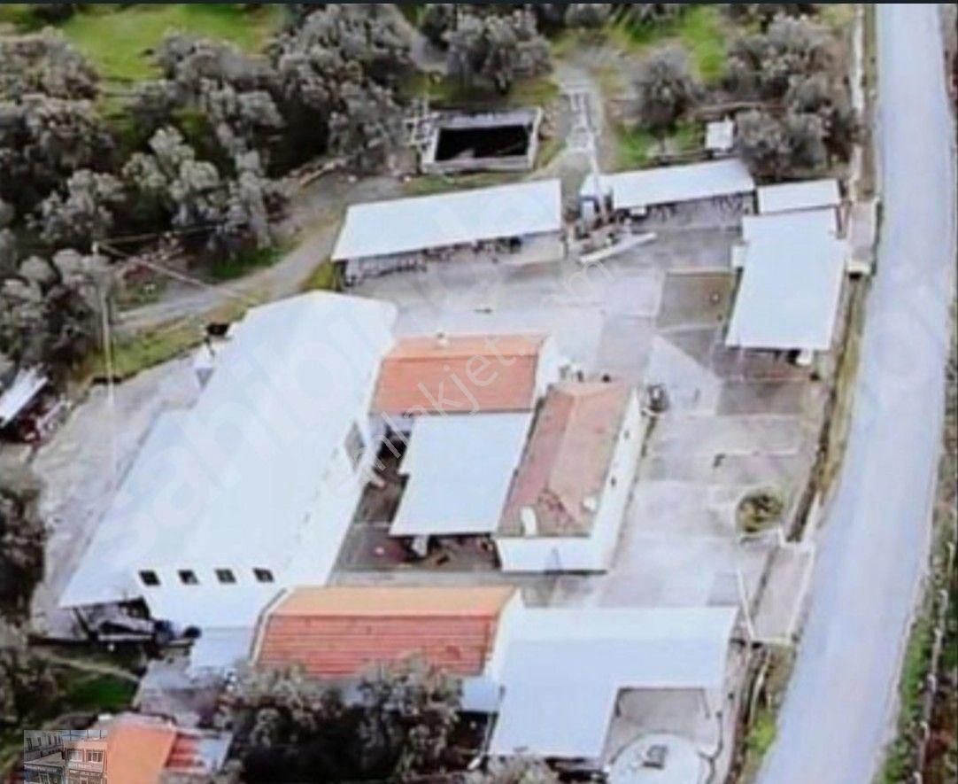 Balıkesir Ayvalık Ta Satılık 120 Dönüm Zeytinlik - Görsel 6