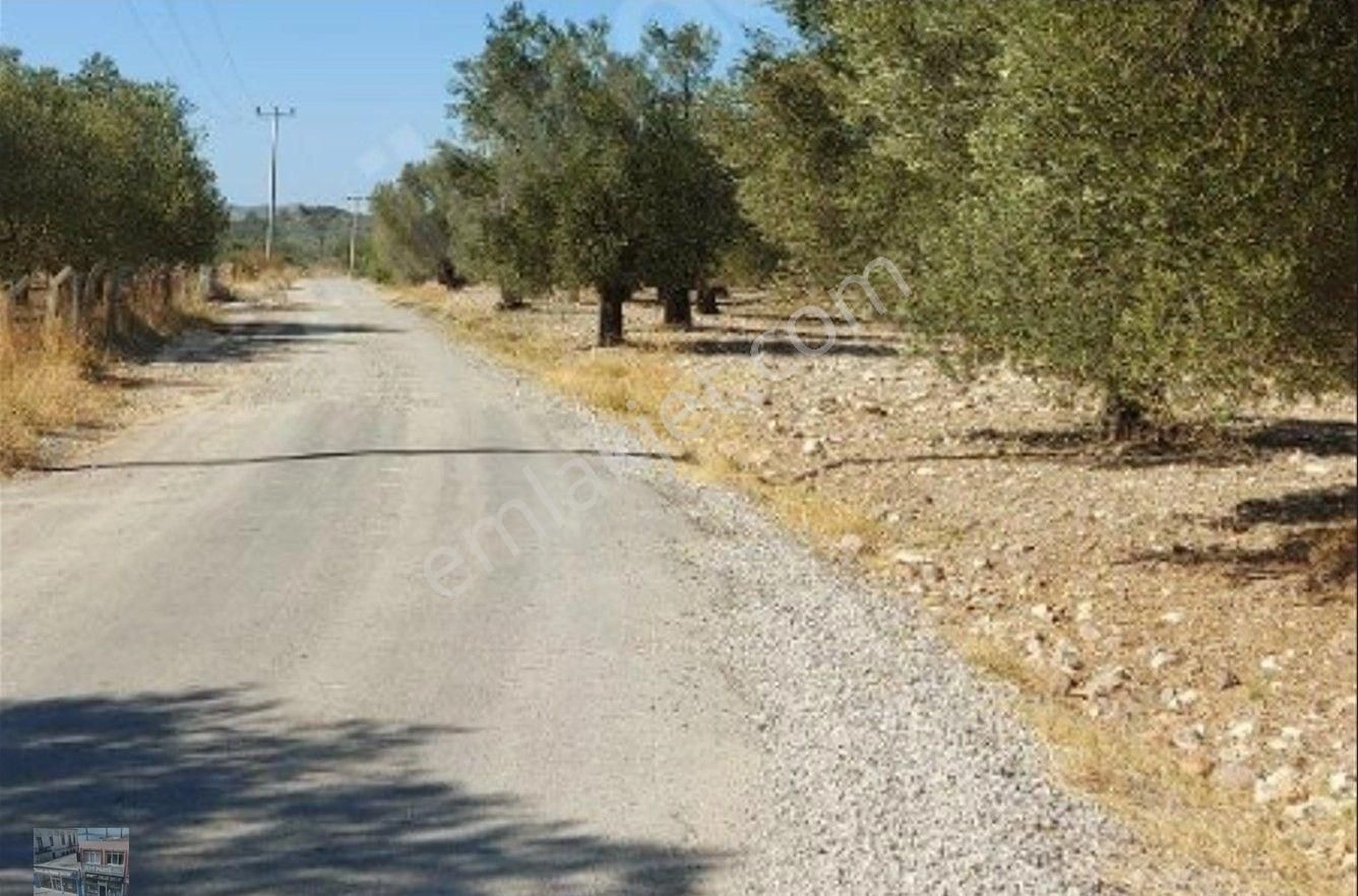 Balıkesir Ayvalık Ta Satılık 120 Dönüm Zeytinlik - Görsel 4