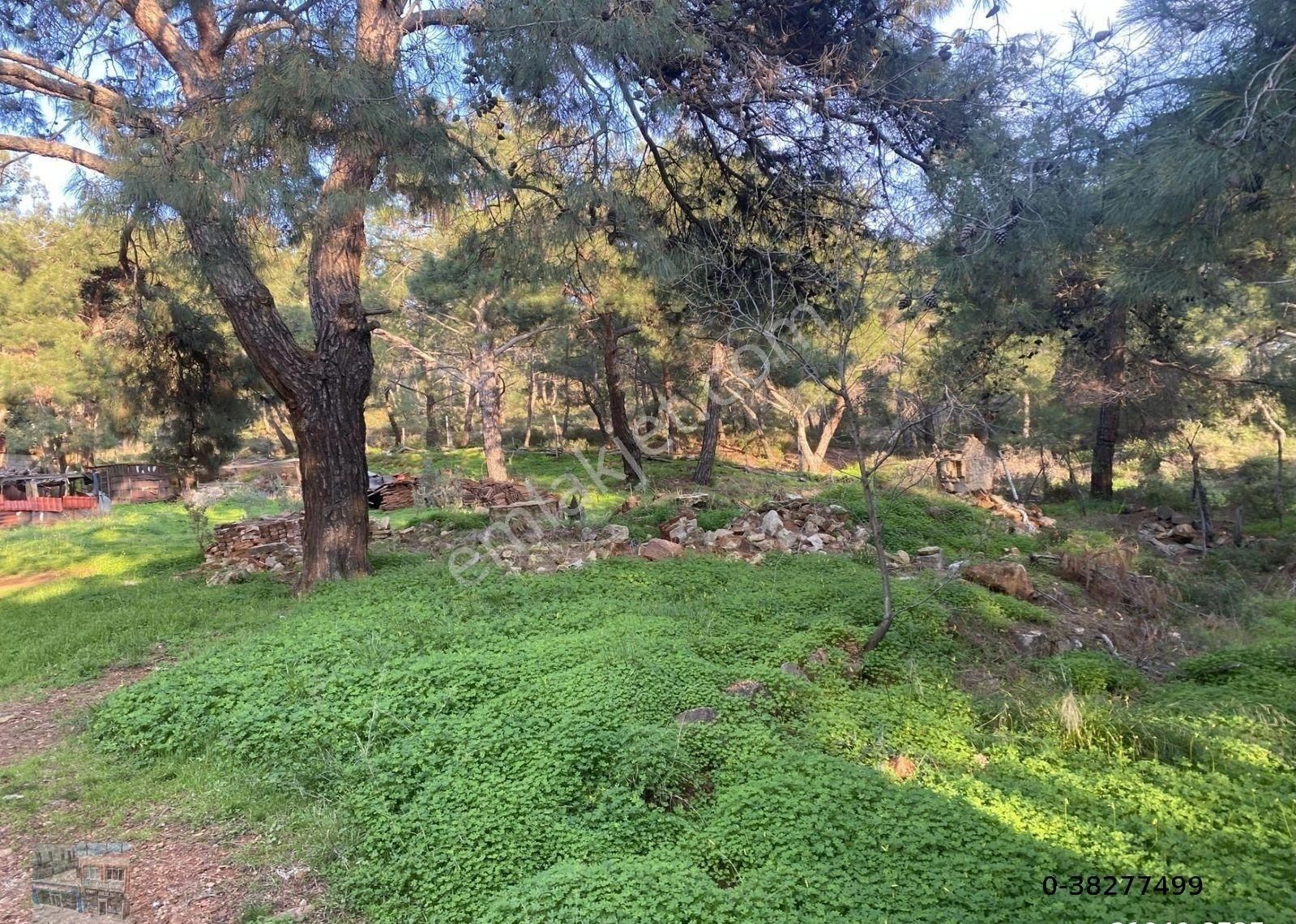 Balıkesir Ayvalık Camlık Ta Satılık 1540 Metre Kare Arsa - Görsel 2