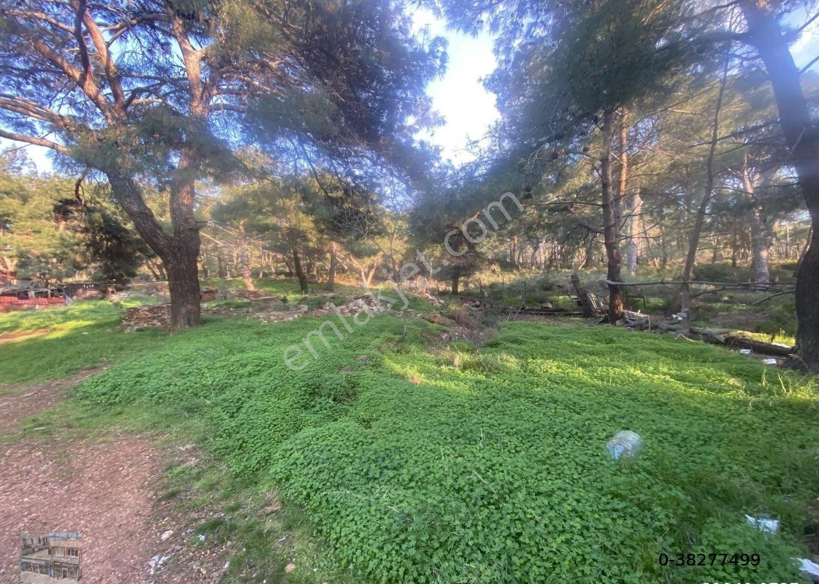Balıkesir Ayvalık Camlık Ta Satılık 1540 Metre Kare Arsa - Görsel 5