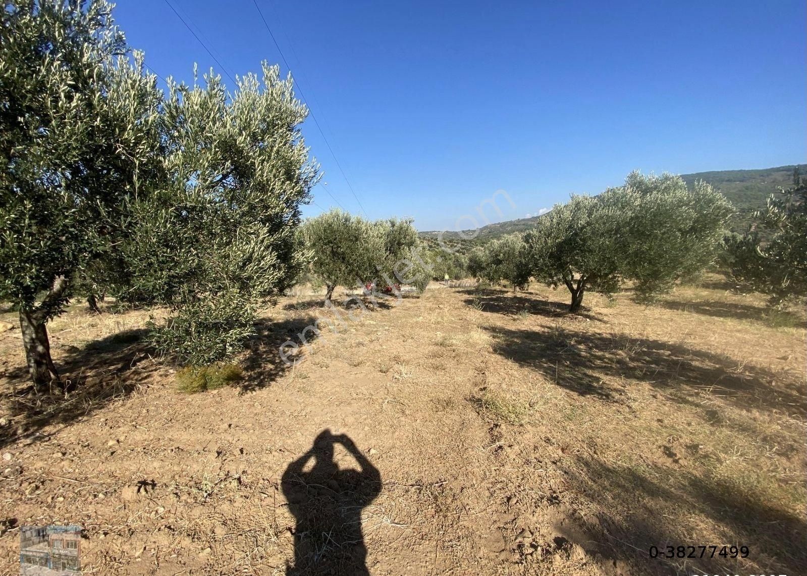 Balıkesir Burhaniye De Satılık 85,799 Metre Kare Arazi - Görsel 10