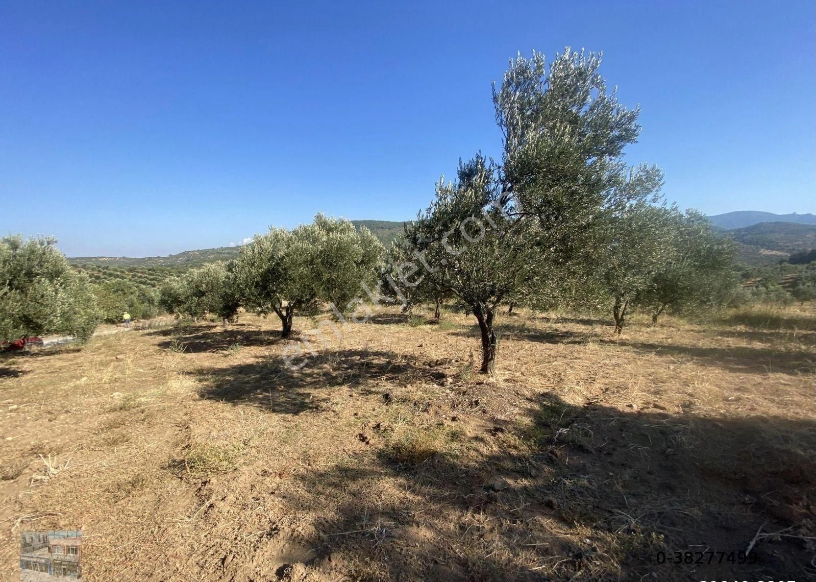 Balıkesir Burhaniye De Satılık 85,799 Metre Kare Arazi - Görsel 8