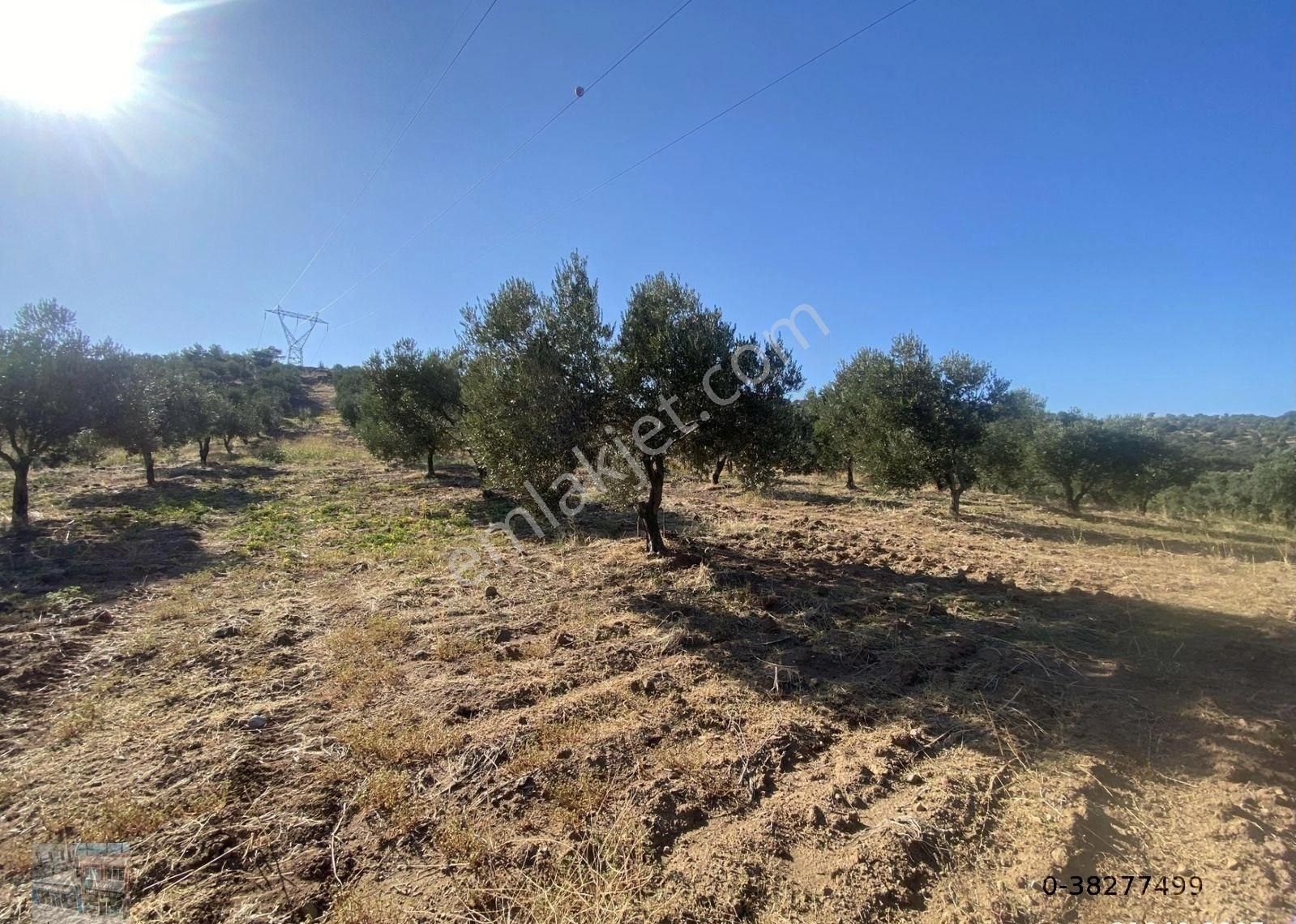 Balıkesir Burhaniye De Satılık 85,799 Metre Kare Arazi - Görsel 6