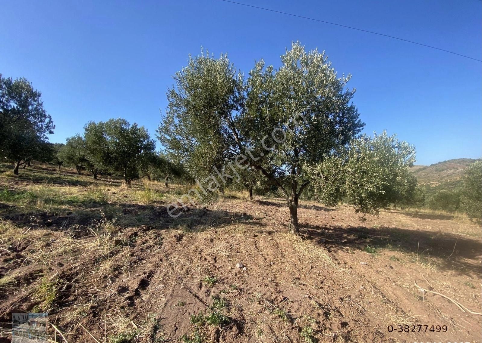 Balıkesir Burhaniye De Satılık 85,799 Metre Kare Arazi - Görsel 9