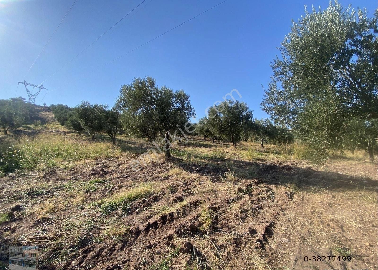 Balıkesir Burhaniye De Satılık 85,799 Metre Kare Arazi - Görsel 4