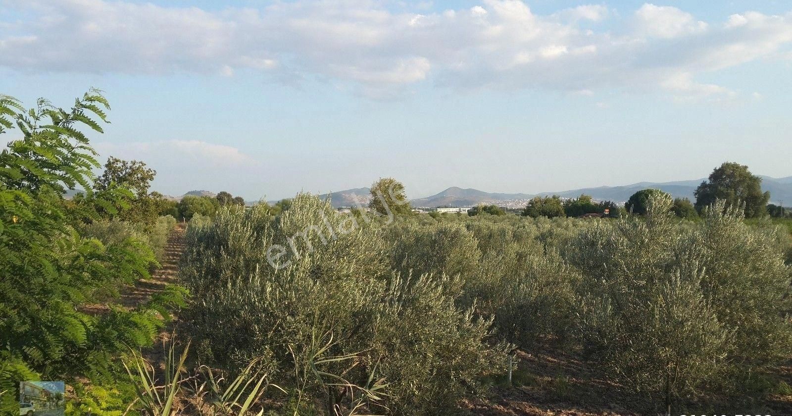 İzmir Dikili De Satılık 41 Donum Cıftlik. - Görsel 11