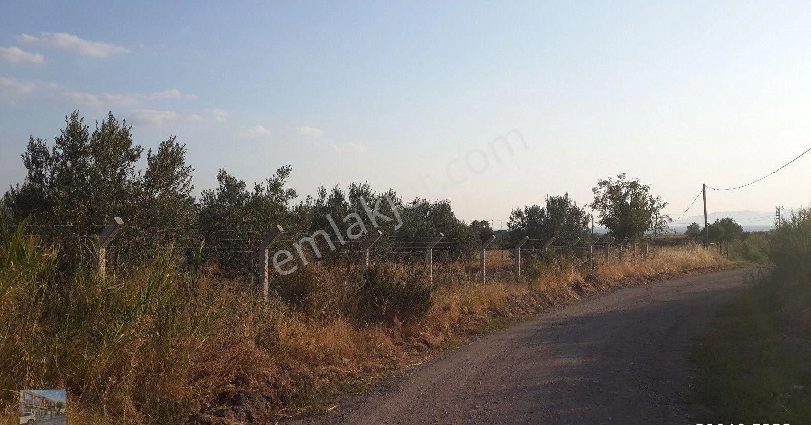 İzmir Dikili De Satılık 41 Donum Cıftlik. - Görsel 8