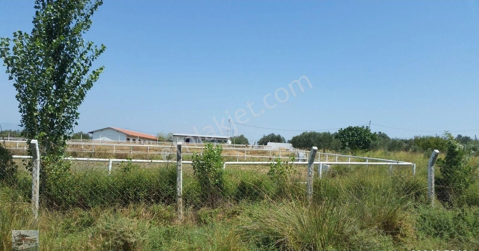 Balıkesir Burhaniye De Satılık Modern At Ciftliği