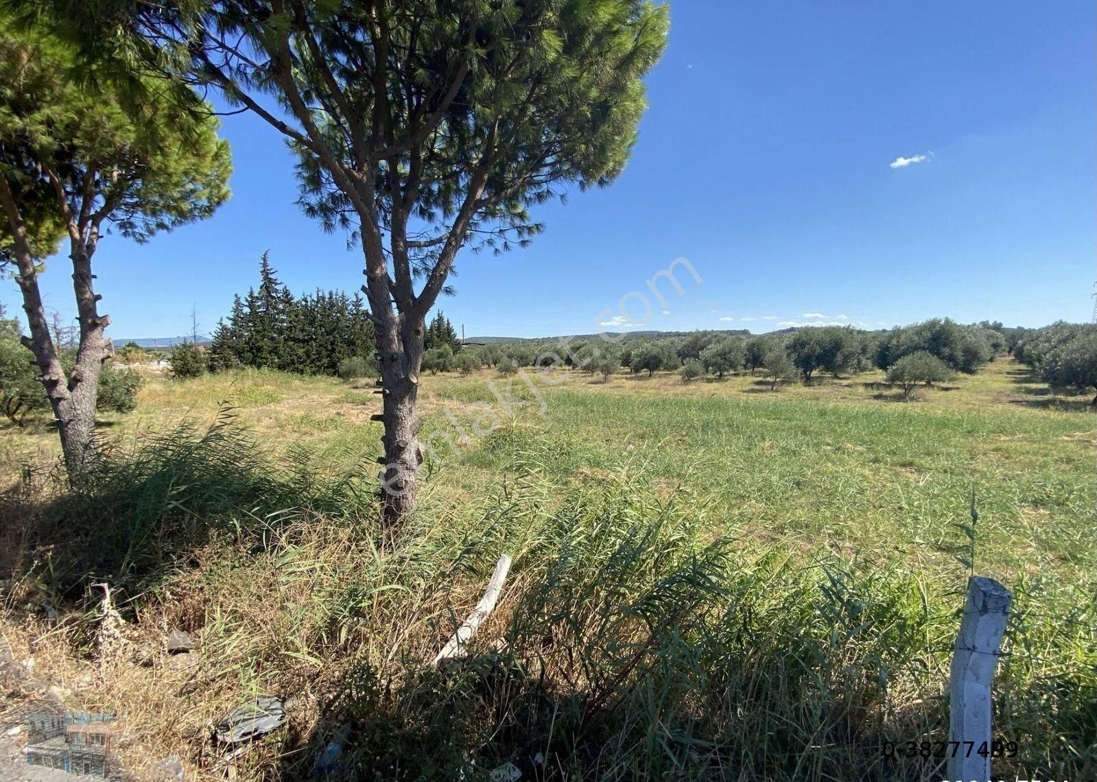 Balıkesir Ayvalık Ta Satılık 10 Donum Tarla - Görsel 3