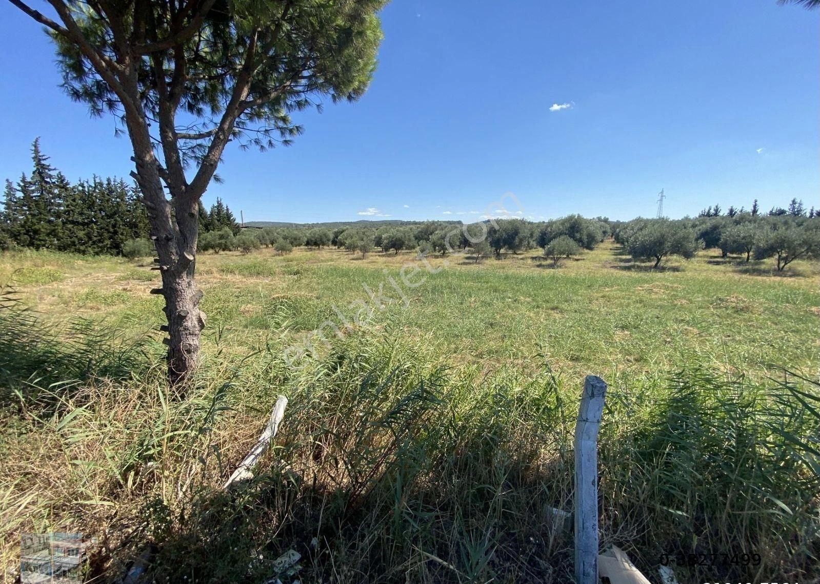 Balıkesir Ayvalık Ta Satılık 10 Donum Tarla