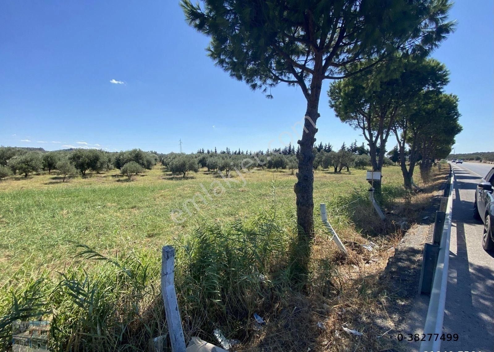 Balıkesir Ayvalık Ta Satılık 10 Donum Tarla - Görsel 4